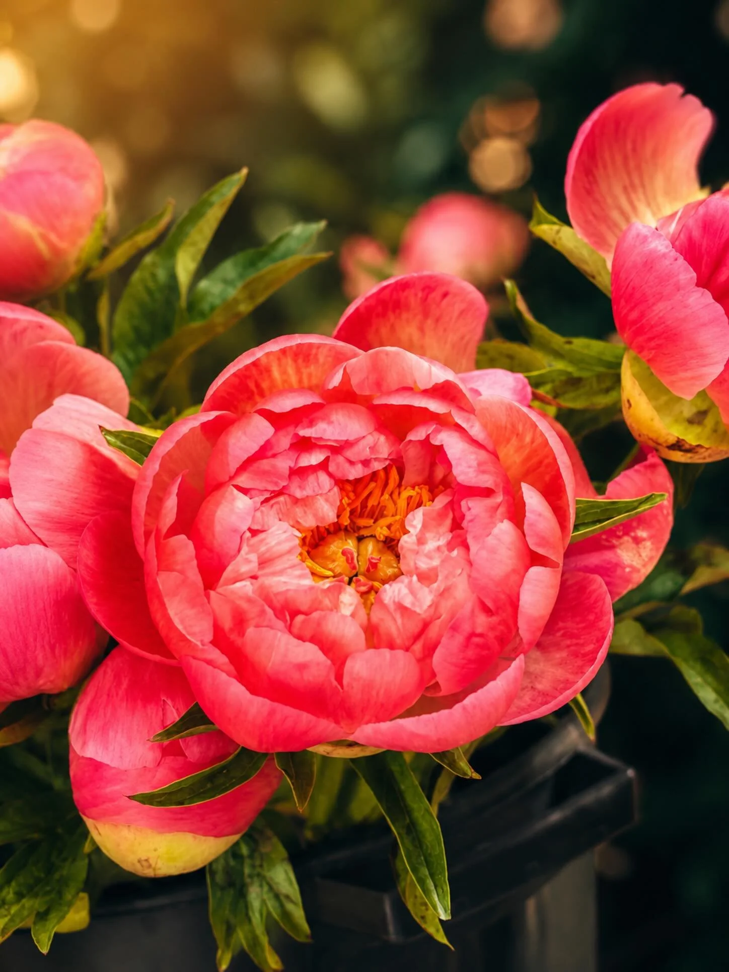 Nature&rsquo;s luxury, captured in bloom. 🌸✨

This stunning coral peony is a reminder that beauty unfolds layer by layer. At Floral Couture by Jay, every arrangement is thoughtfully designed to bring elegance, joy, and a touch of artistry to your sp