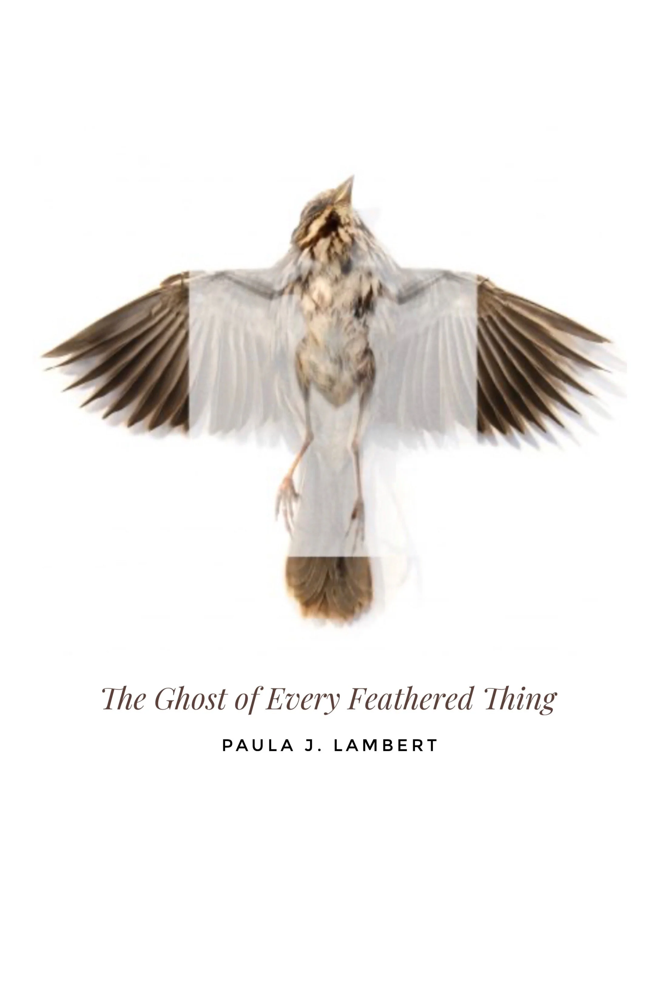 Something to Crow About: Poetry Writing with Paula J. Lambert ONLINE