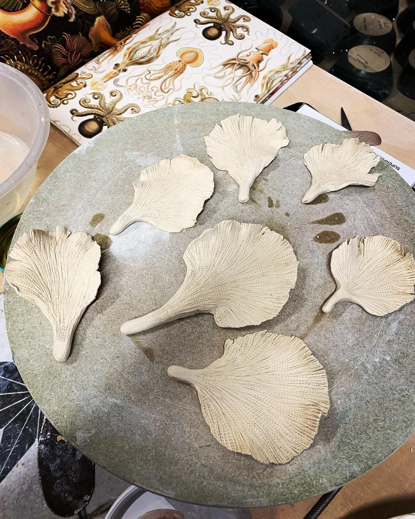 Fan coral elements for a new piece. 

#paperporcelainsculpture #ceramicart #bleachedcoralsculptures #rafaelapereraart