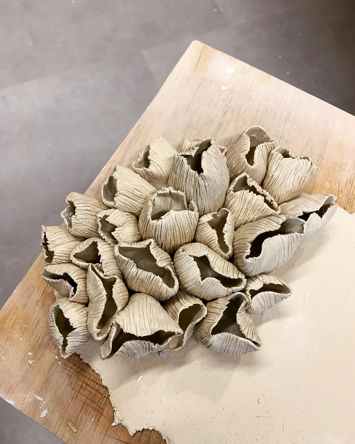 #claymeditations 
#rafaelaperererastudio #contemporaryceramics #ceramiccoral #ceramics #bleachedcoralsculptures