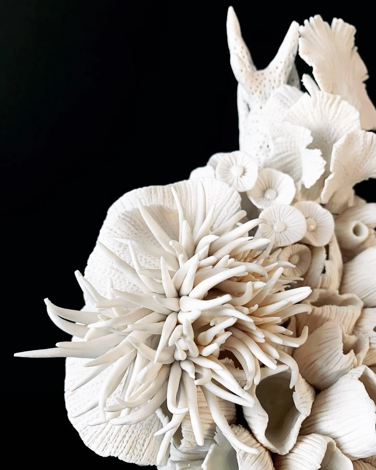 Detail of &lsquo;Naturaleza Muerta.Still Life&rsquo;
Paper porcelain, bleached coral sculpture. 

#rafaelapererastudio #porcelain #contemporaryceramics #bleachedcoralsculptures #ceramiccoral #coral #sculpture #studiopotterylondon