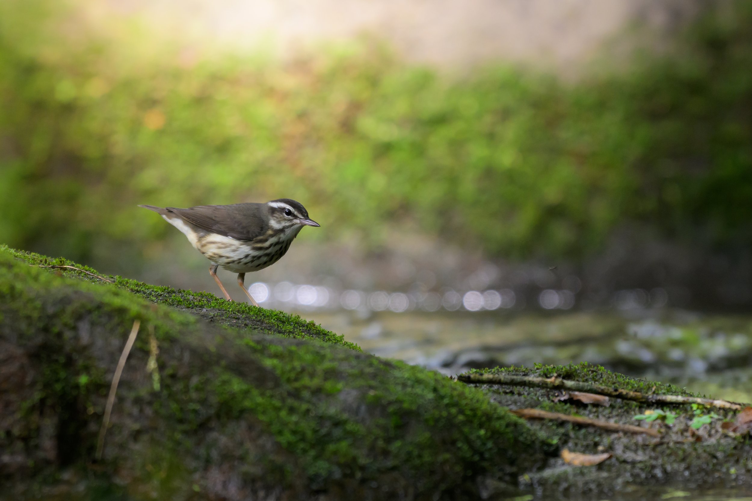 A Louisiana Water-thrush on mossy rock near water, blurred green background