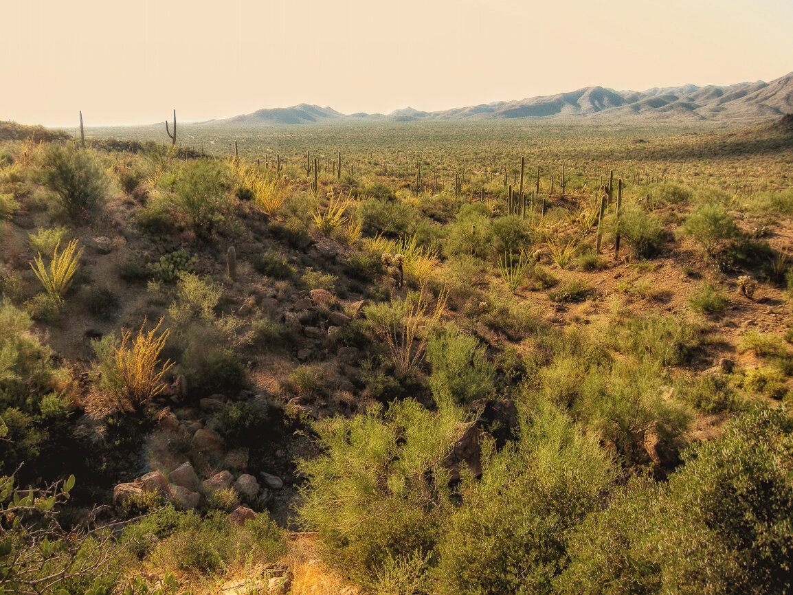 Arizona Desert.jpg