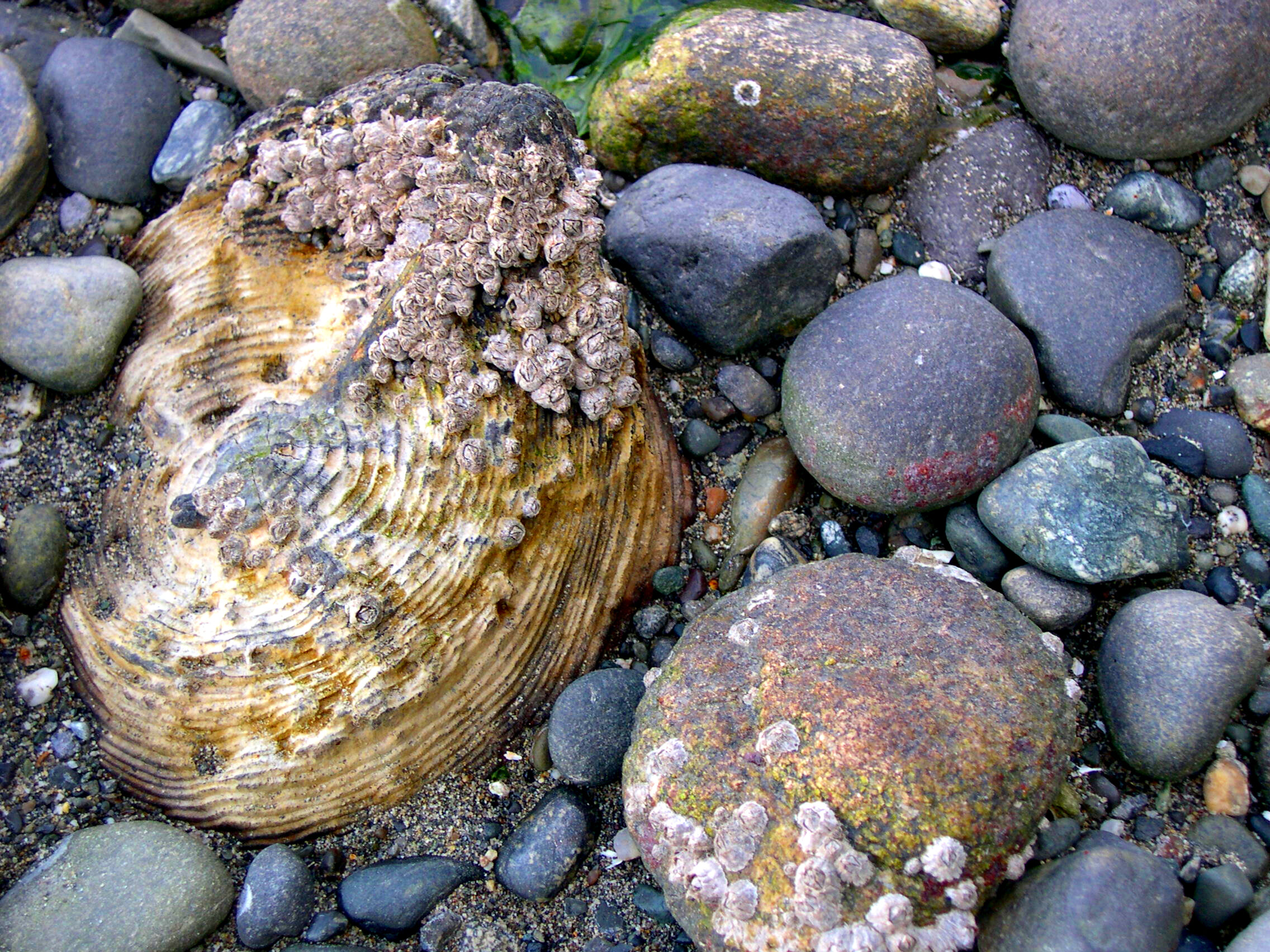 Beach Stones.jpg