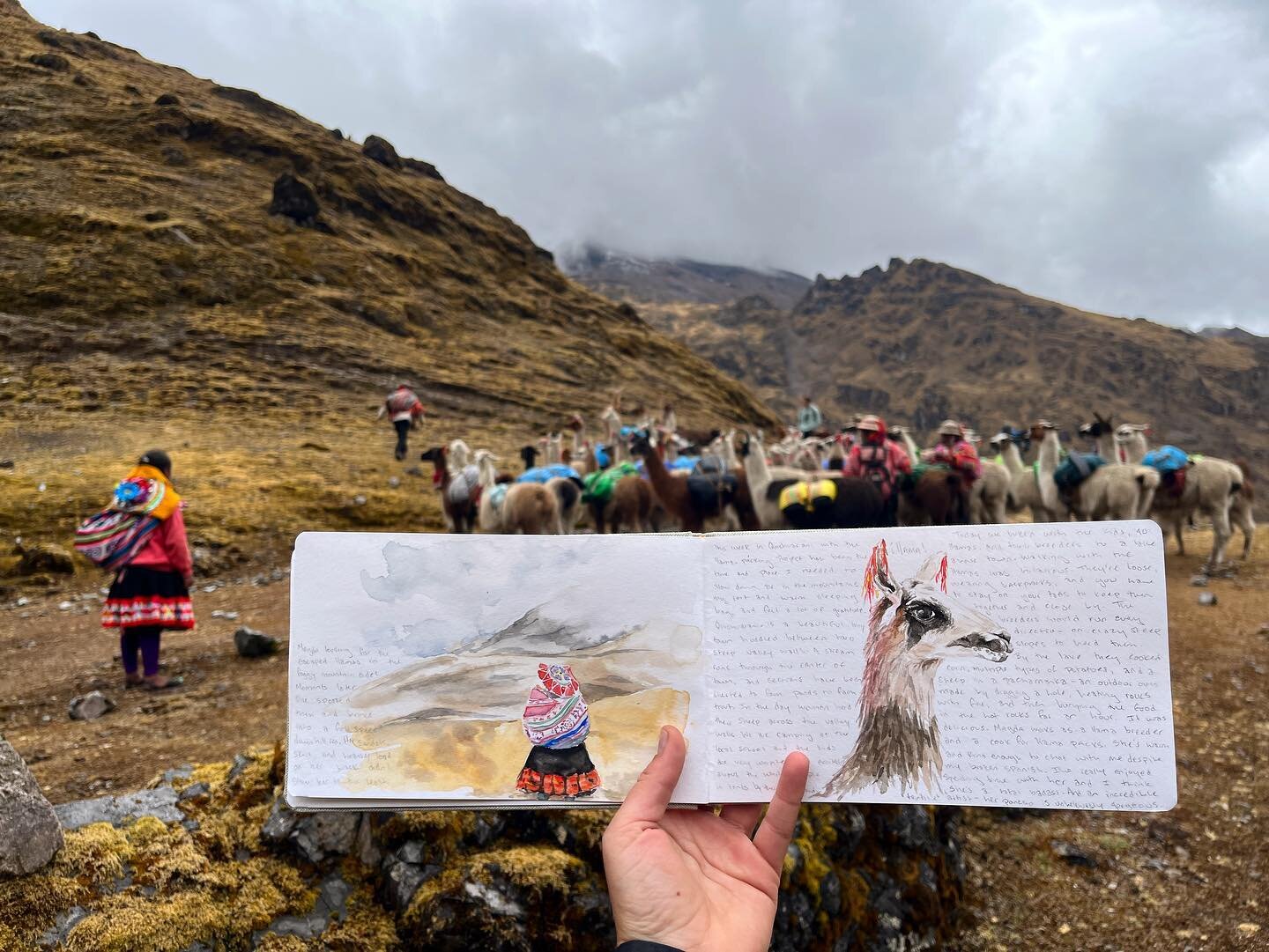 Sketches from a few weeks ago with @llamapackproject and @arccgap in the Urubamba mountains! 

The Llama Pack Project uses llamas, rather than mules, as trekking pack animals in the Peruvian Andes, specifically the Urubamba mountains, which lie only 
