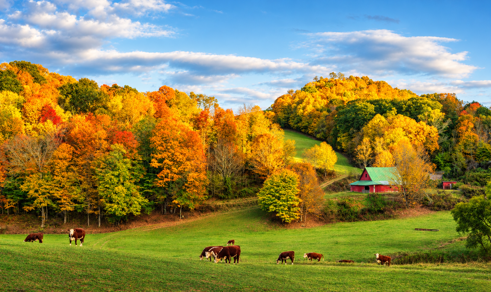 Autumn Pasture with Cows and Barn.png