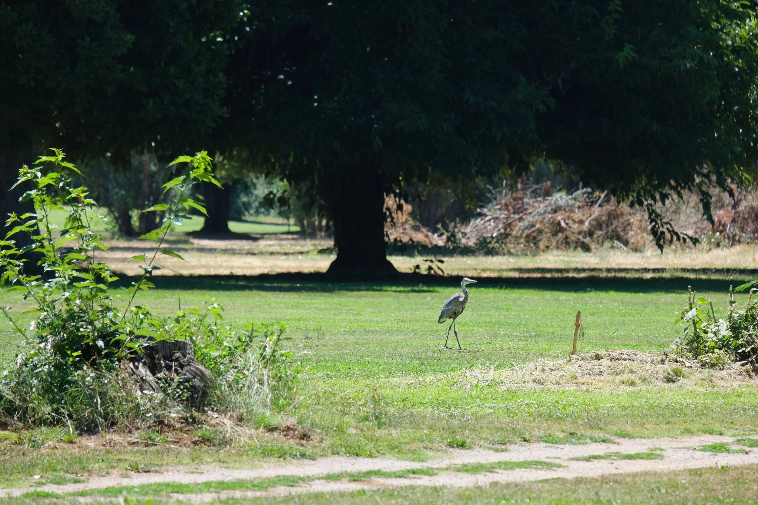 DSCF6081.jpg
