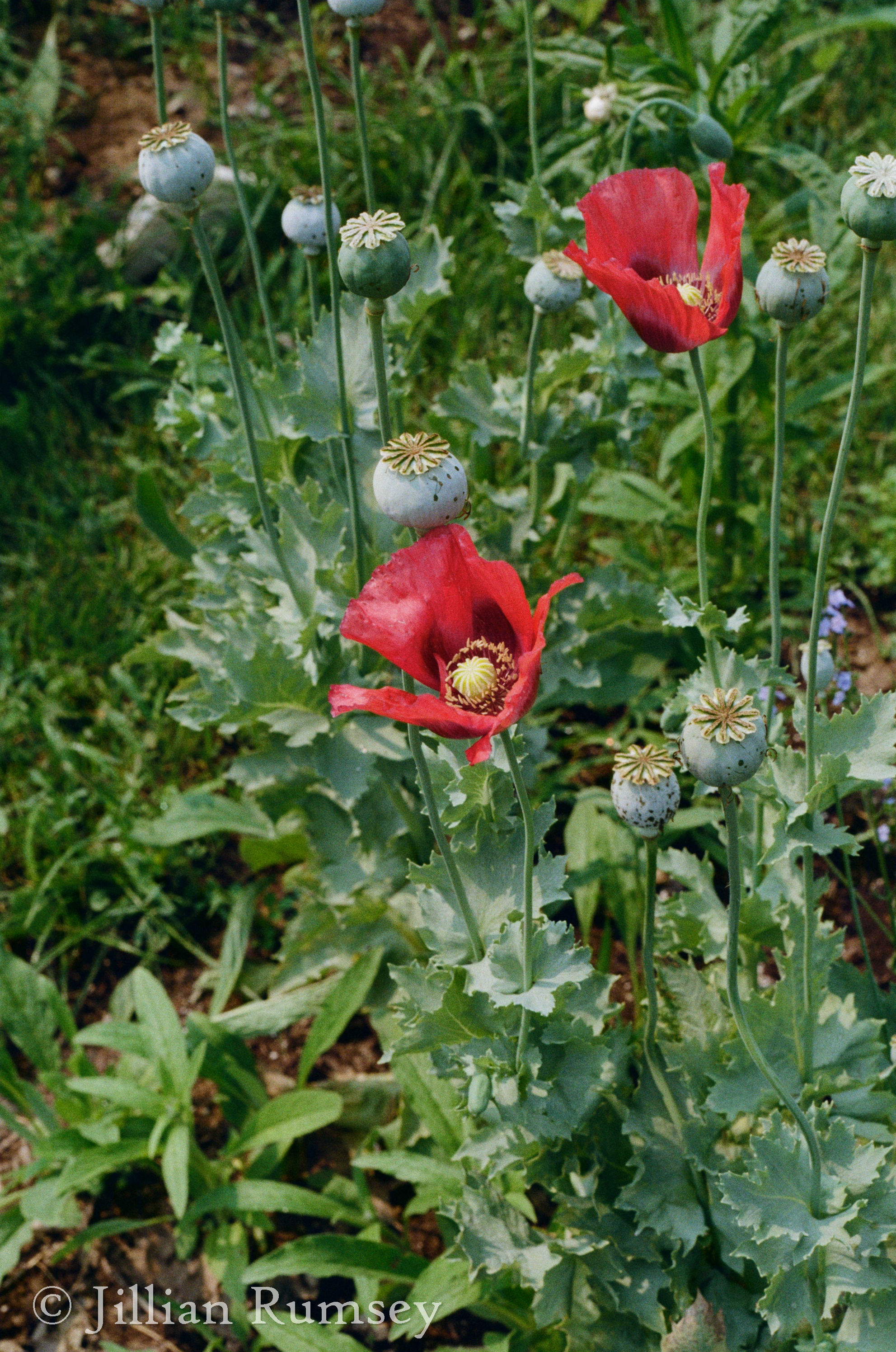 Poppies