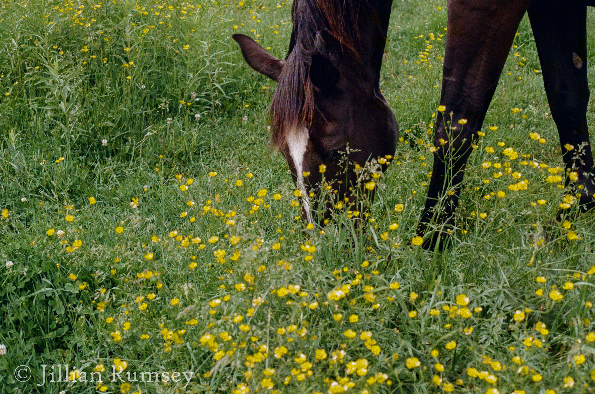 summer grass