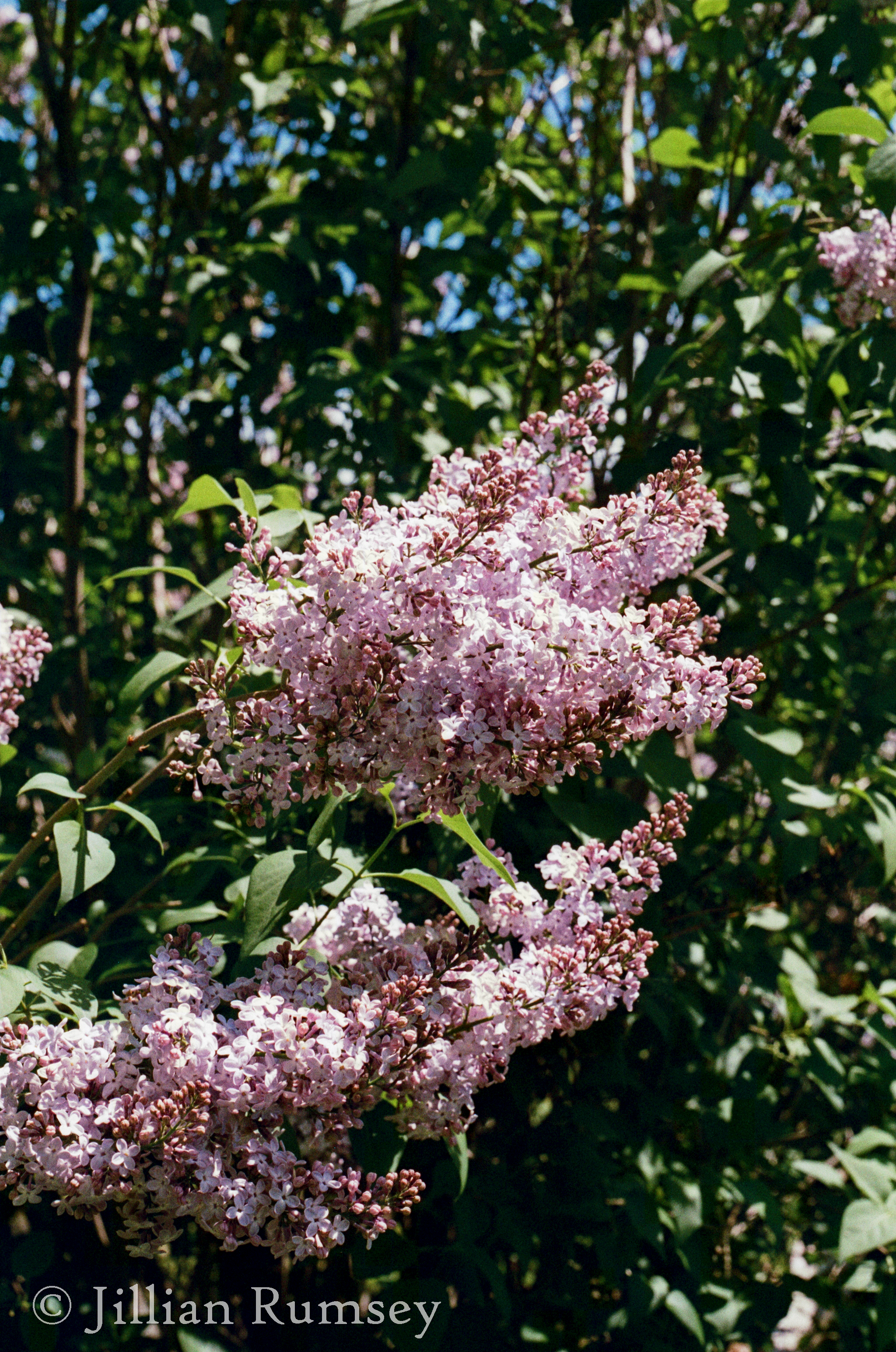 lilac