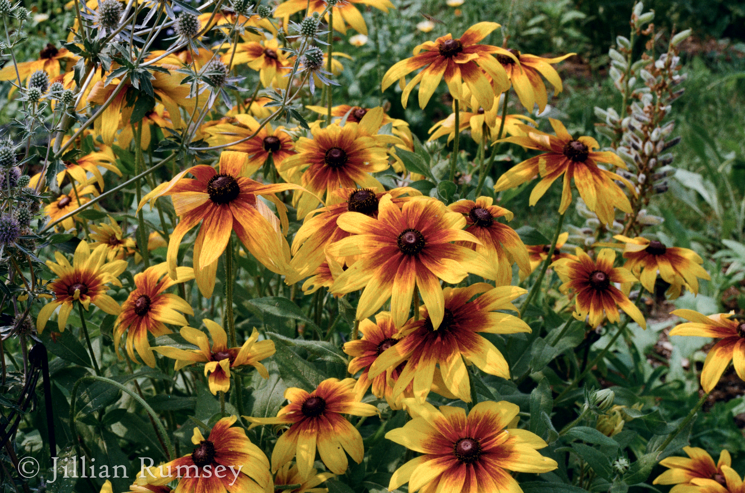 rudbeckia