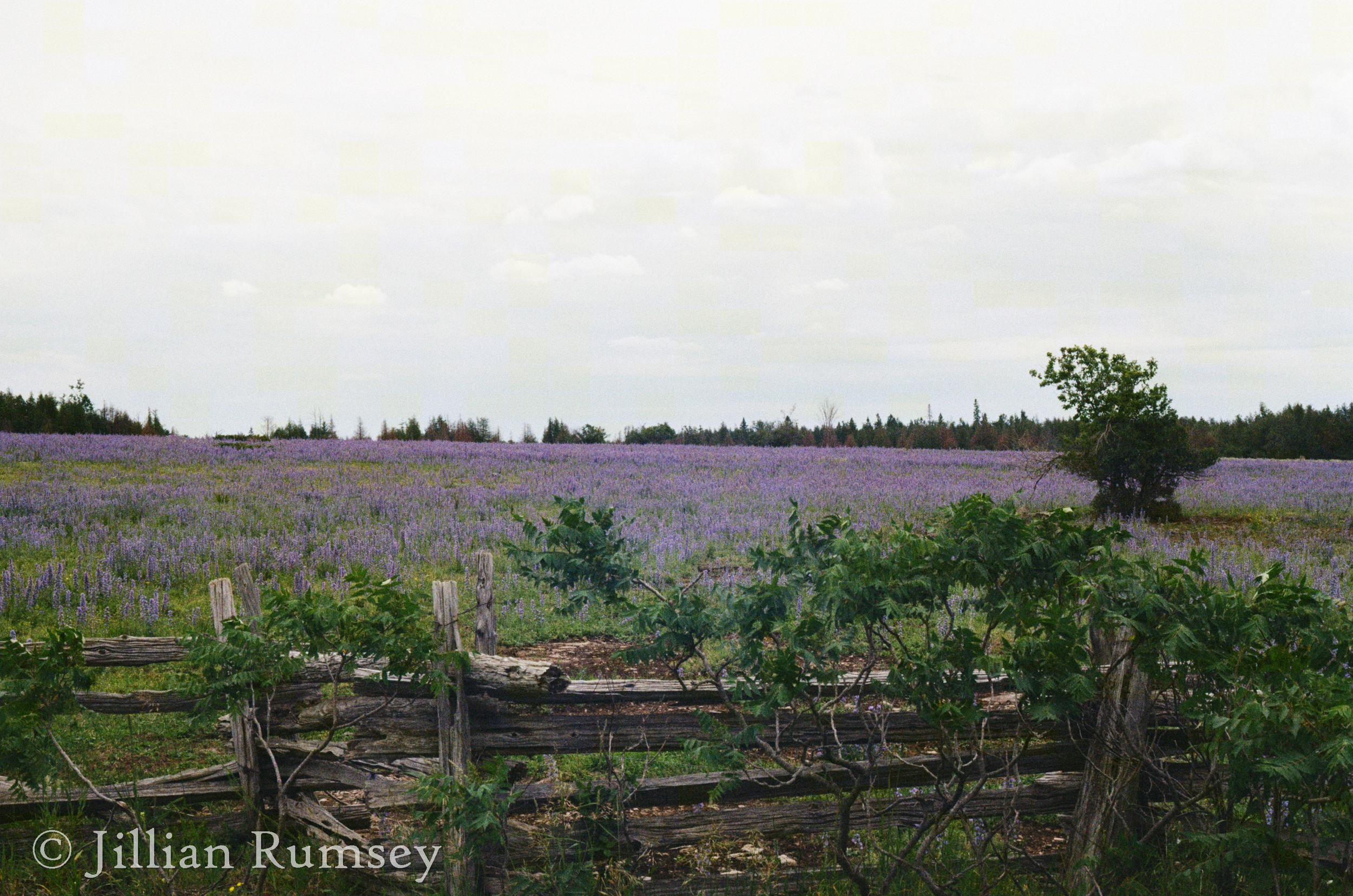 spring field