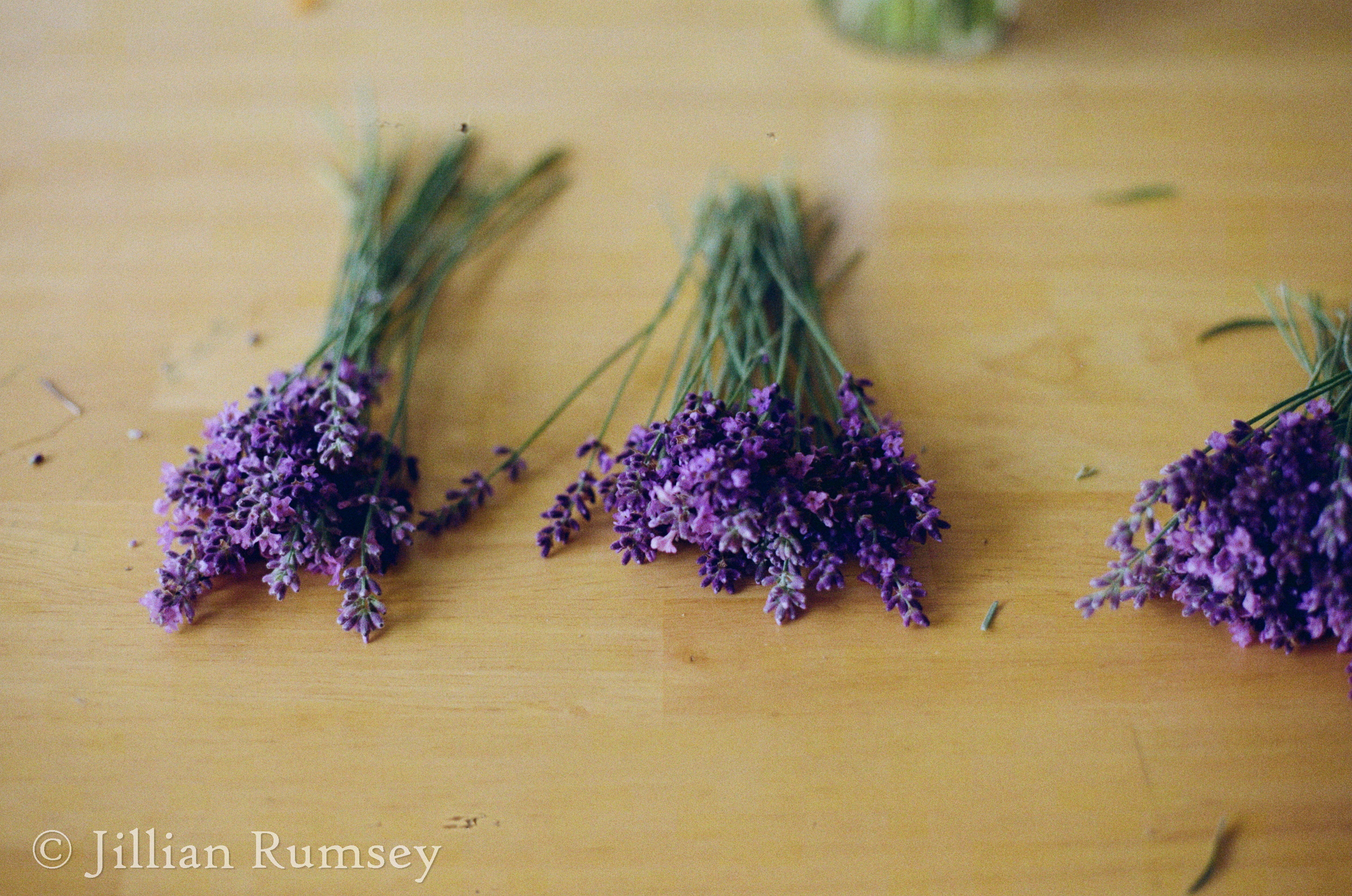 Lavender for drying