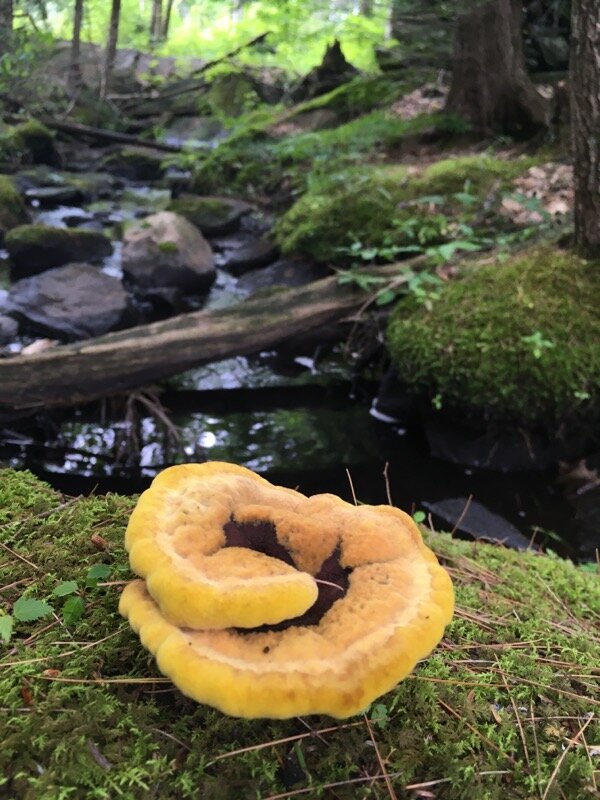 The mycellium is everywhere.jpeg