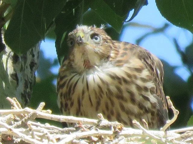 Advocacy &amp; Pro-Bono collaborations