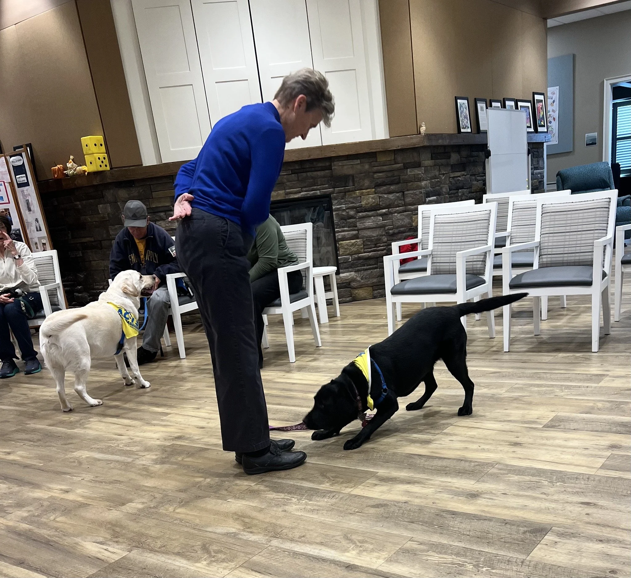 A woman training a black service dog in a room with chairs and a fireplace, with several people and a yellow lab nearby.