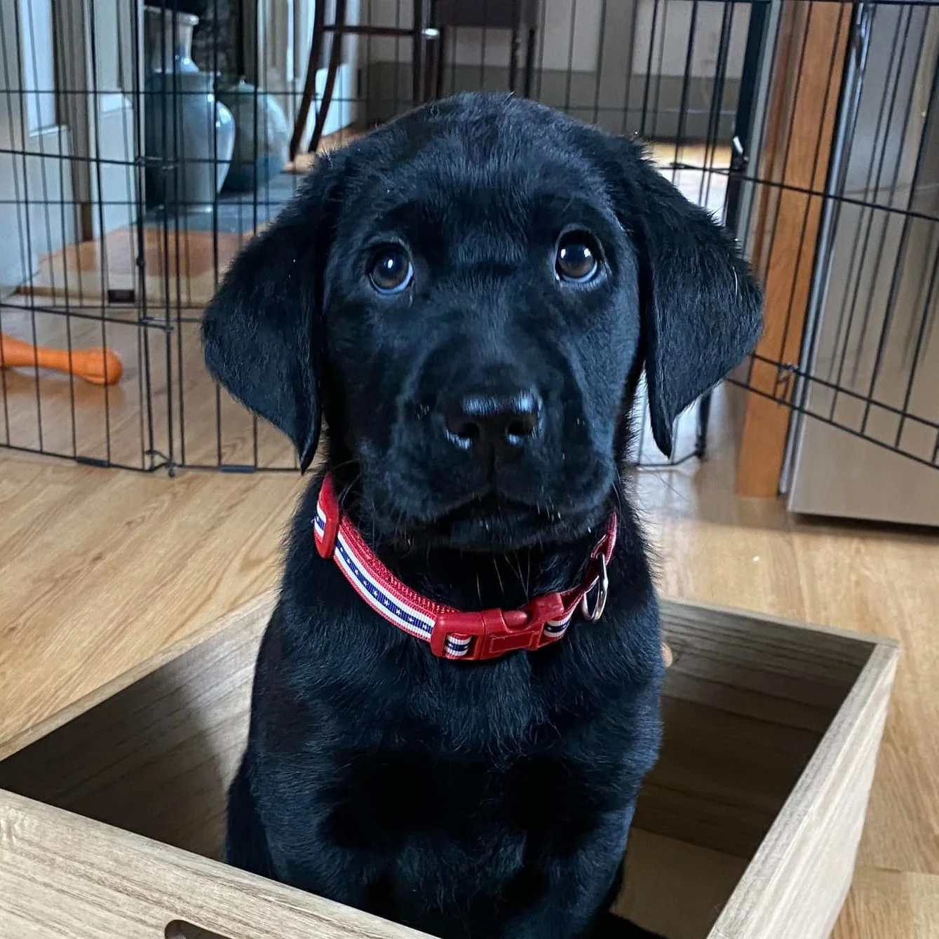 Meadow was bred by the ABC Puppy Coop at GDA/TCL and is being raised by Steve and Monica