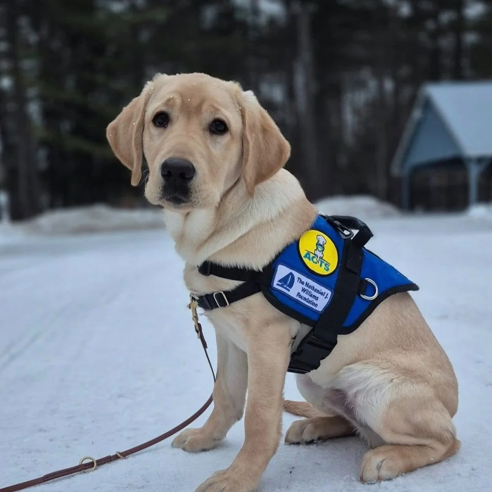 Link was bred by the ABC Puppy Coop at WCC and is being raised by Leo and Lila