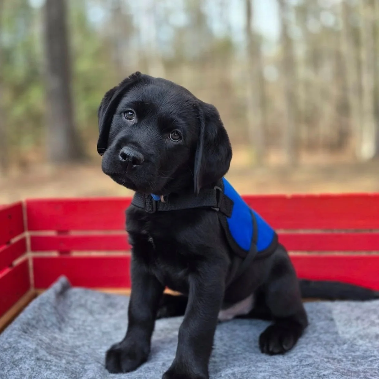 Mojo was bred by ACTS and is being raised by Frank