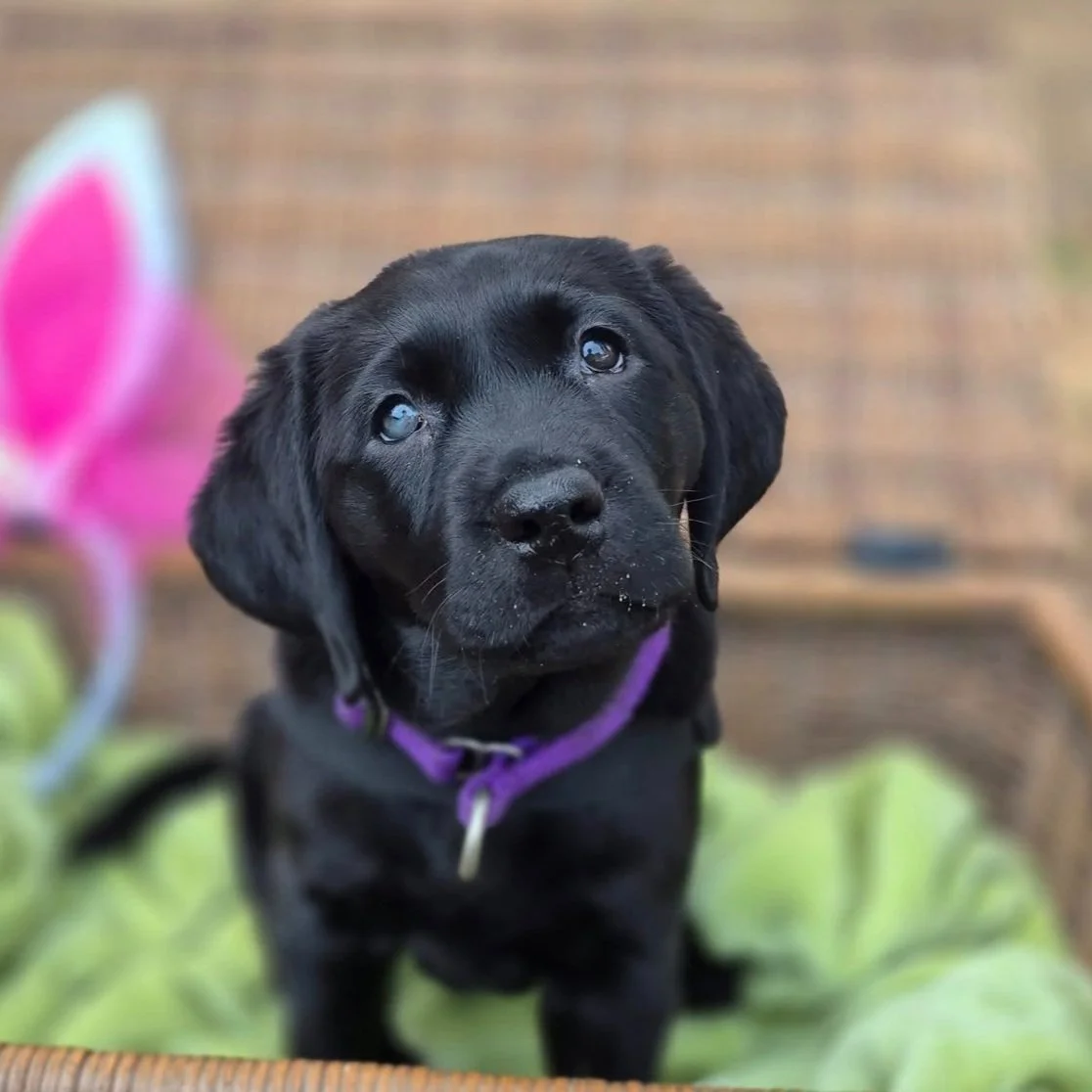 Mopsy was bred by ACTS and is being raised by Meg and Brian