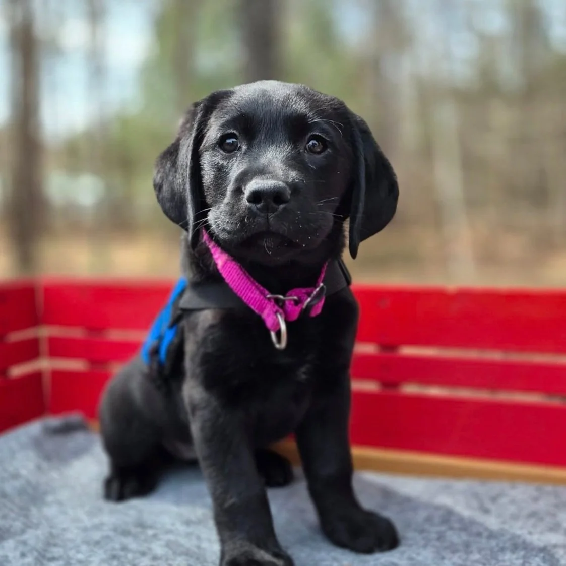 Moxie was bred by ACTS and is being raised by Kim