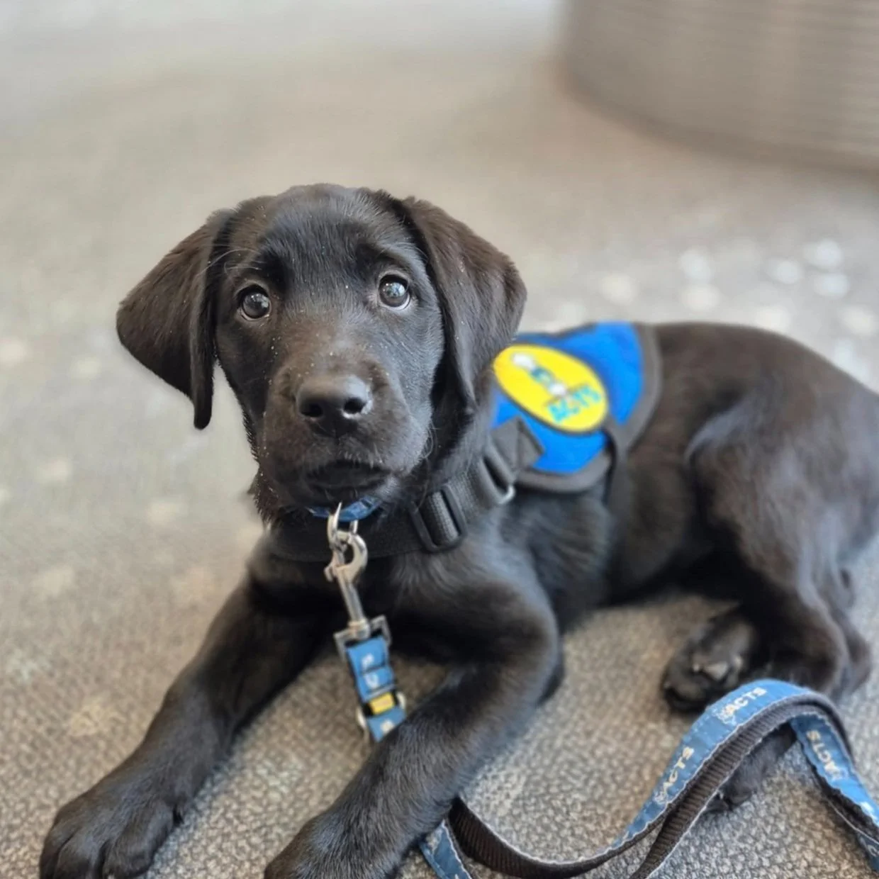 Mystic was bred by the ABC Puppy Coop at Freedom Service Dogs and is being raised by Anjali