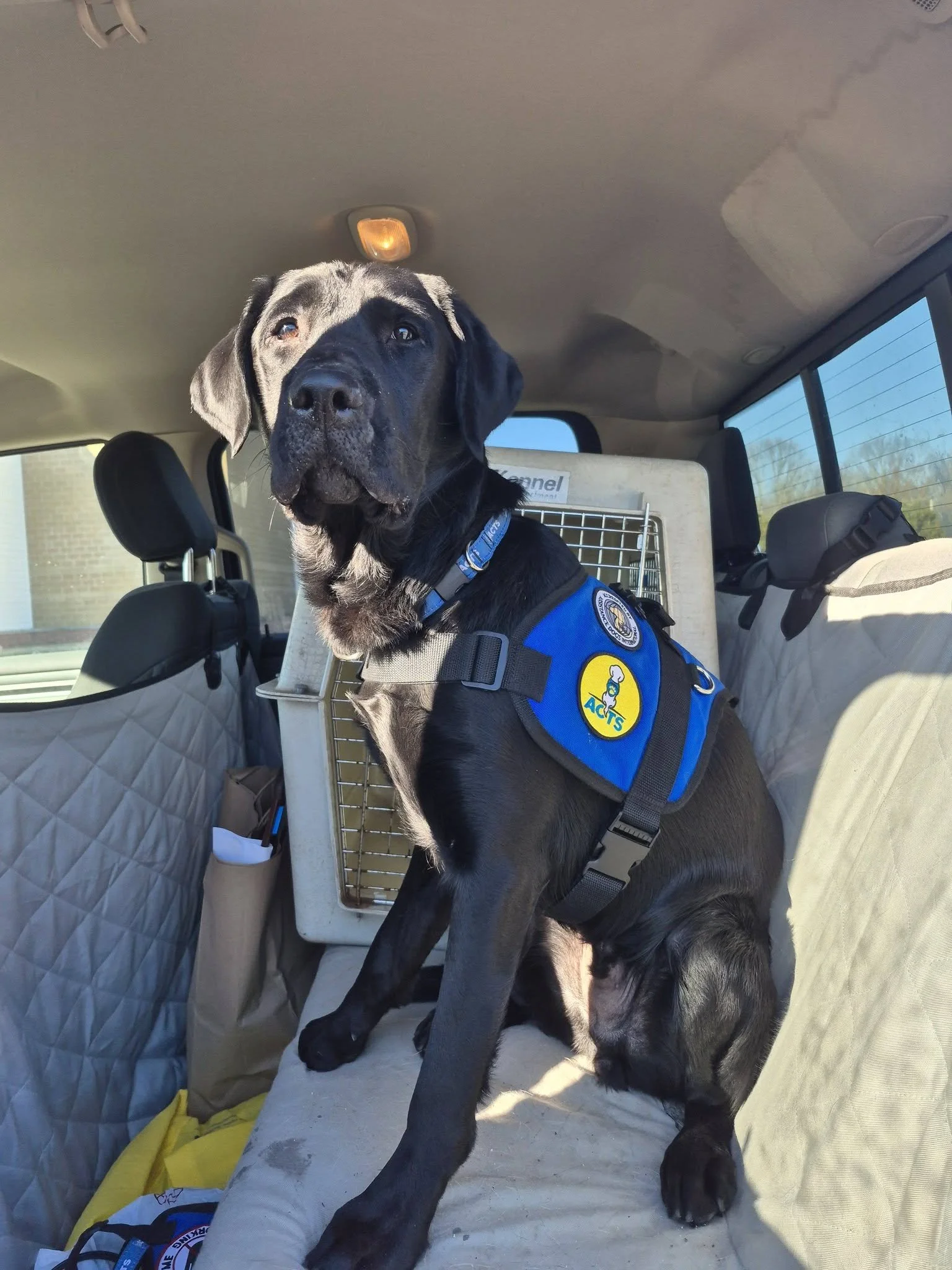 Metro was bred and started by Guiding Eyes. and is currently being raised by Marina.