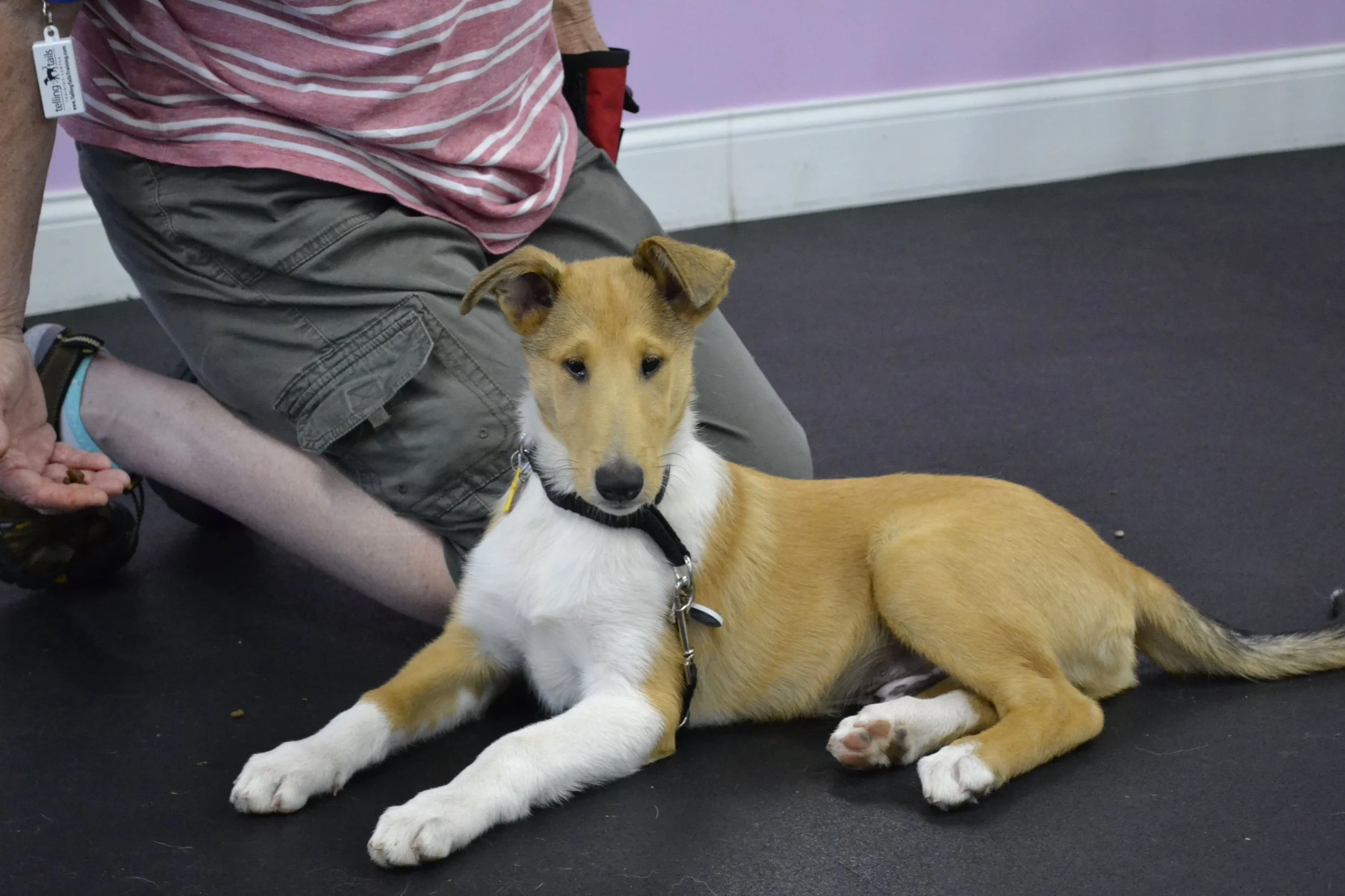 A young tan and white dog with floppy ears lying on a black floor next to a person in a pink and white striped shirt and gray cargo shorts. The dog is wearing a black harness and looking directly at the camera.