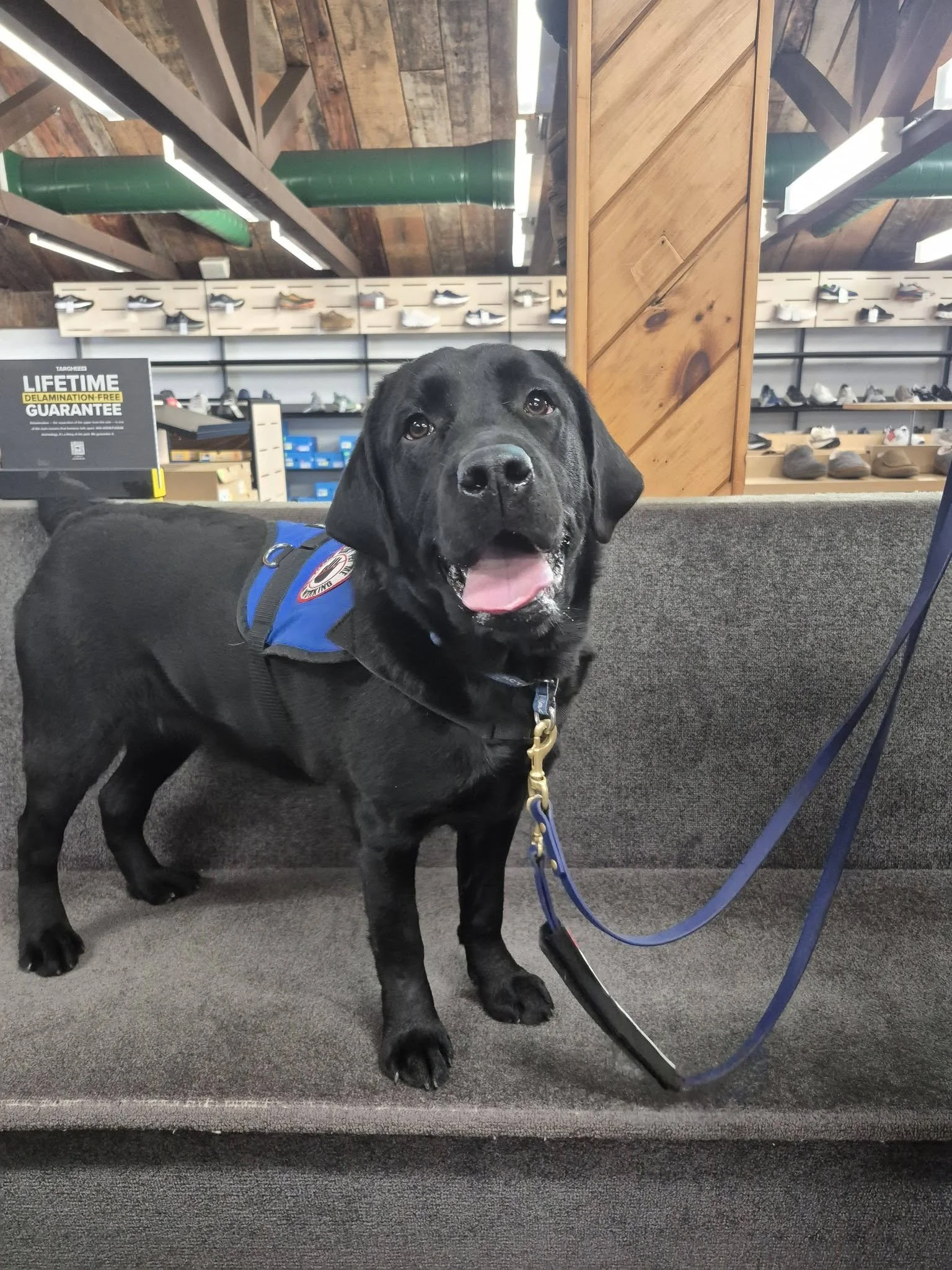 Nectar was bread and started by Foliage Labs and is being raised by Alicia.
