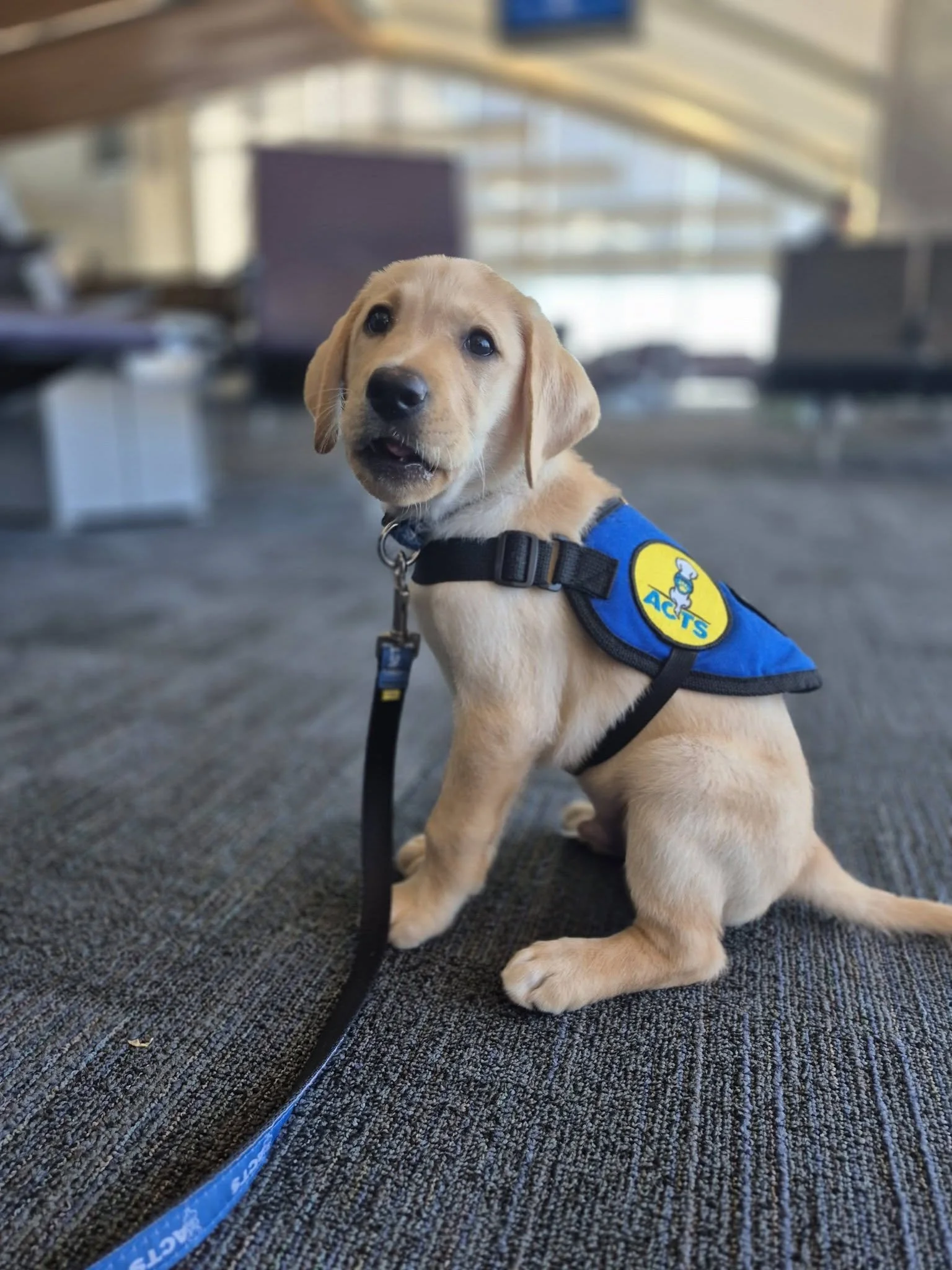 Neon was bred by GDA-TCL and is being raised by Patti. 