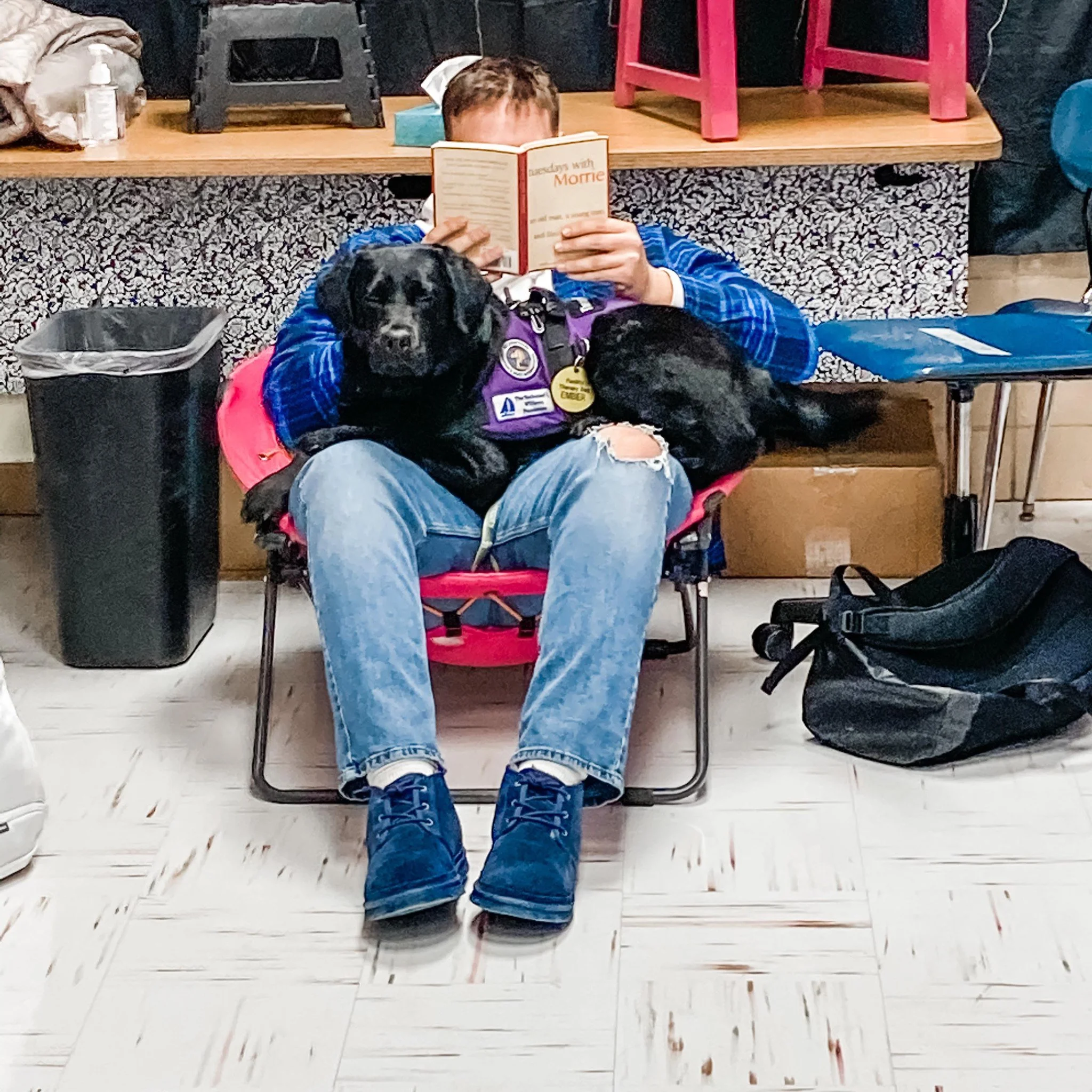 Person sitting in a pink lawn chair reading a book, with a black Labrador retriever resting on their lap, in an indoor setting.