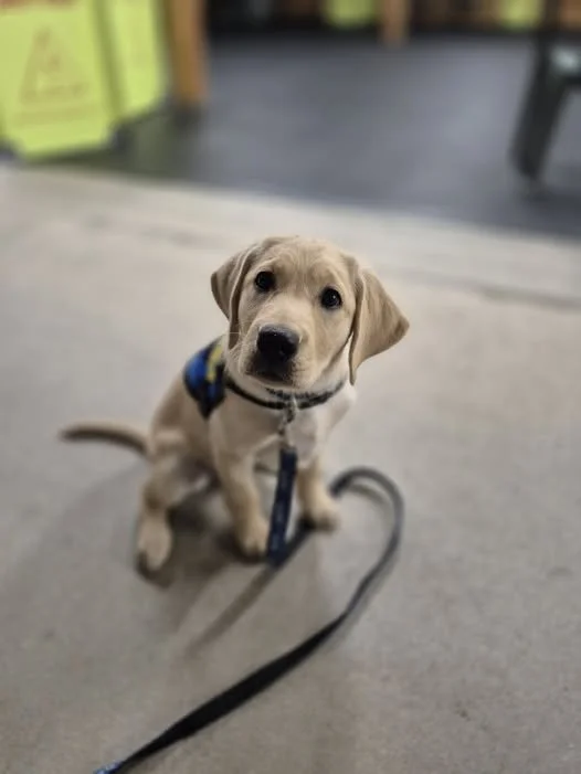 Muffin was bred by PPSD and is being raised by Kait.