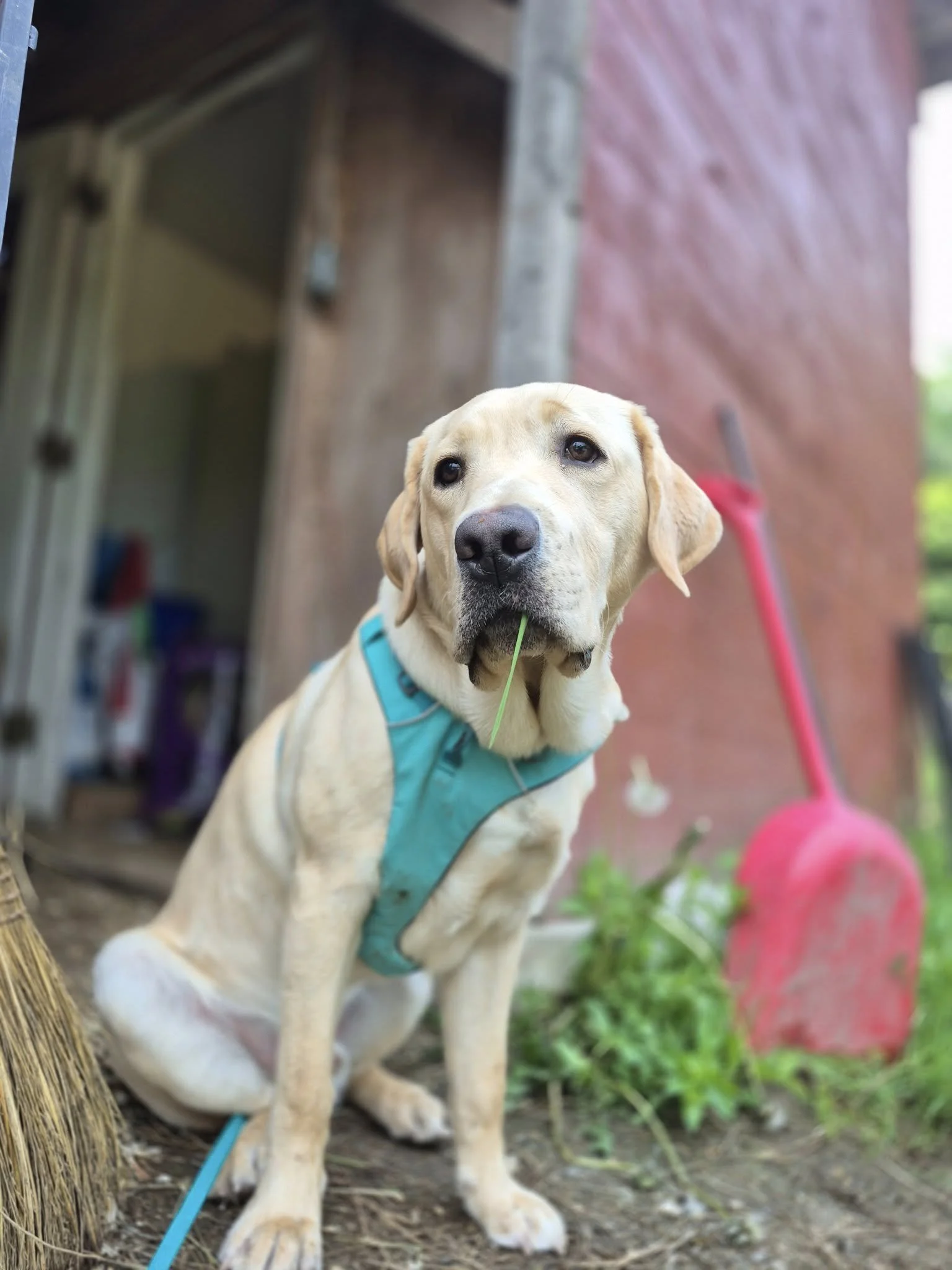 Percy was bred and started by Guiding Eyes and is being raised by EJ 