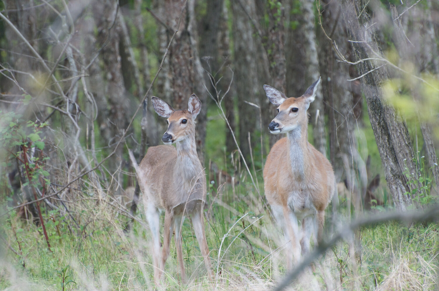 “Alerted” (White-tailed deer, Riverside NJ, 2020)