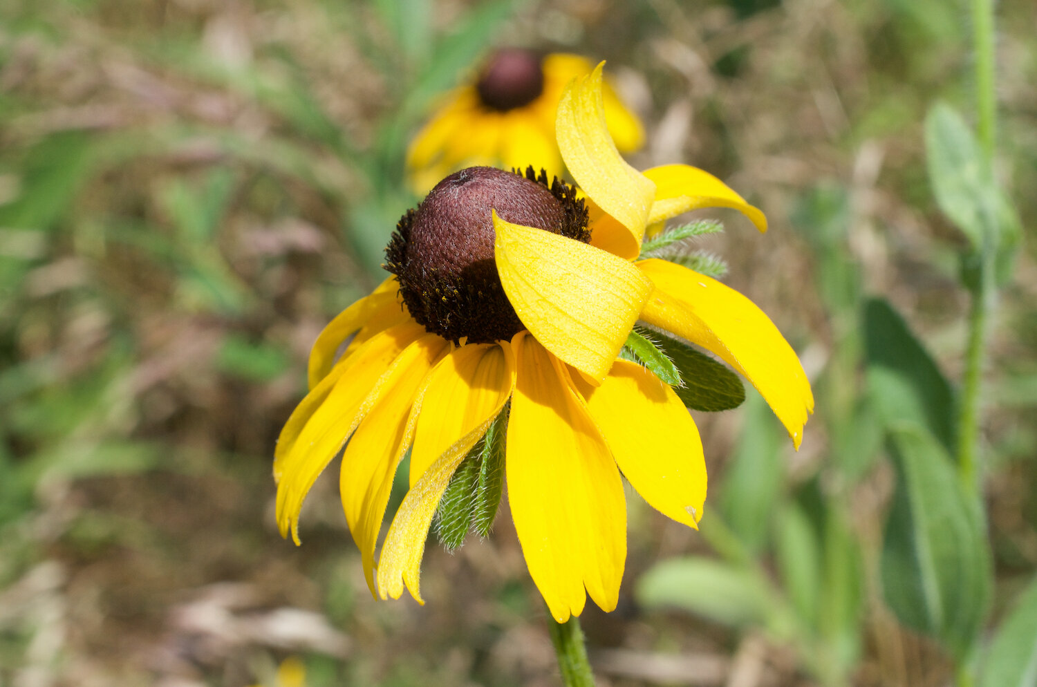 “Bashful” (Coneflower, Philadelphia, 2020)