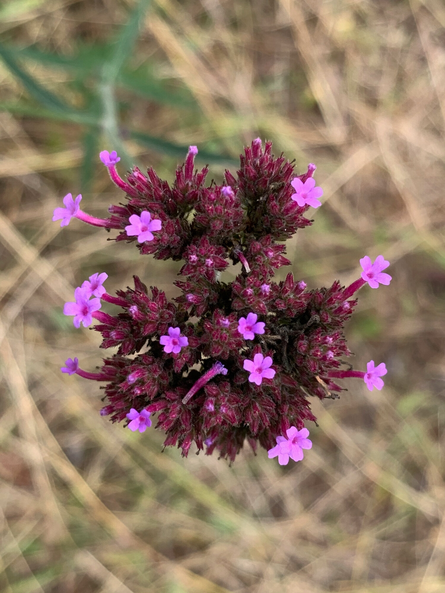 Purpletop vervain, Palmyra NJ, 26 October 2019
