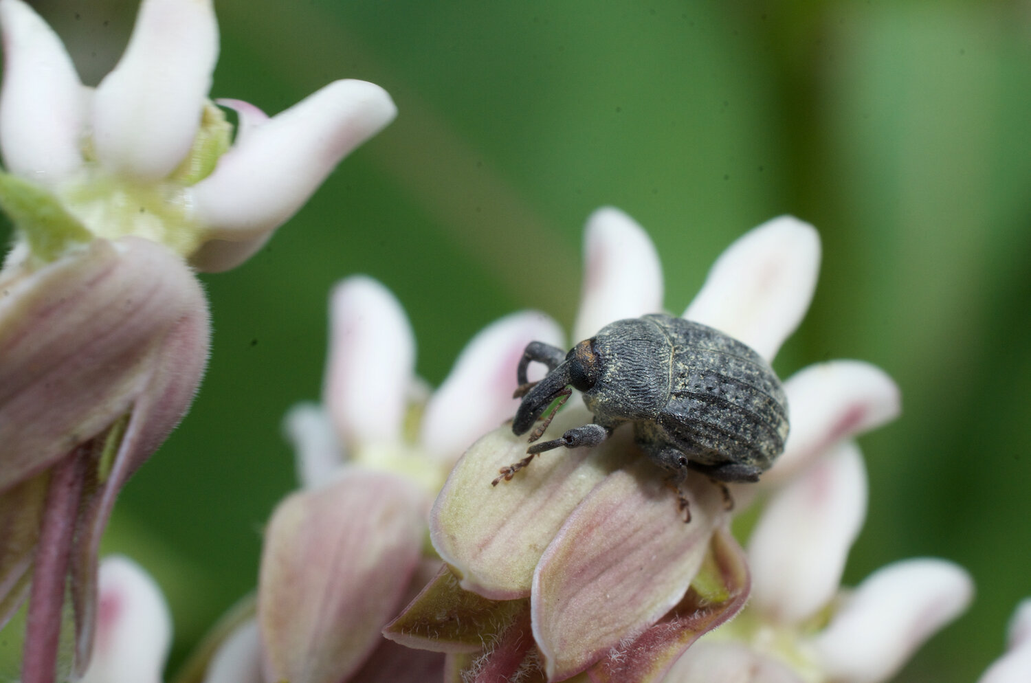 “Weevil” (Milkweed stem weevil, Westhampton NJ, 2020)
