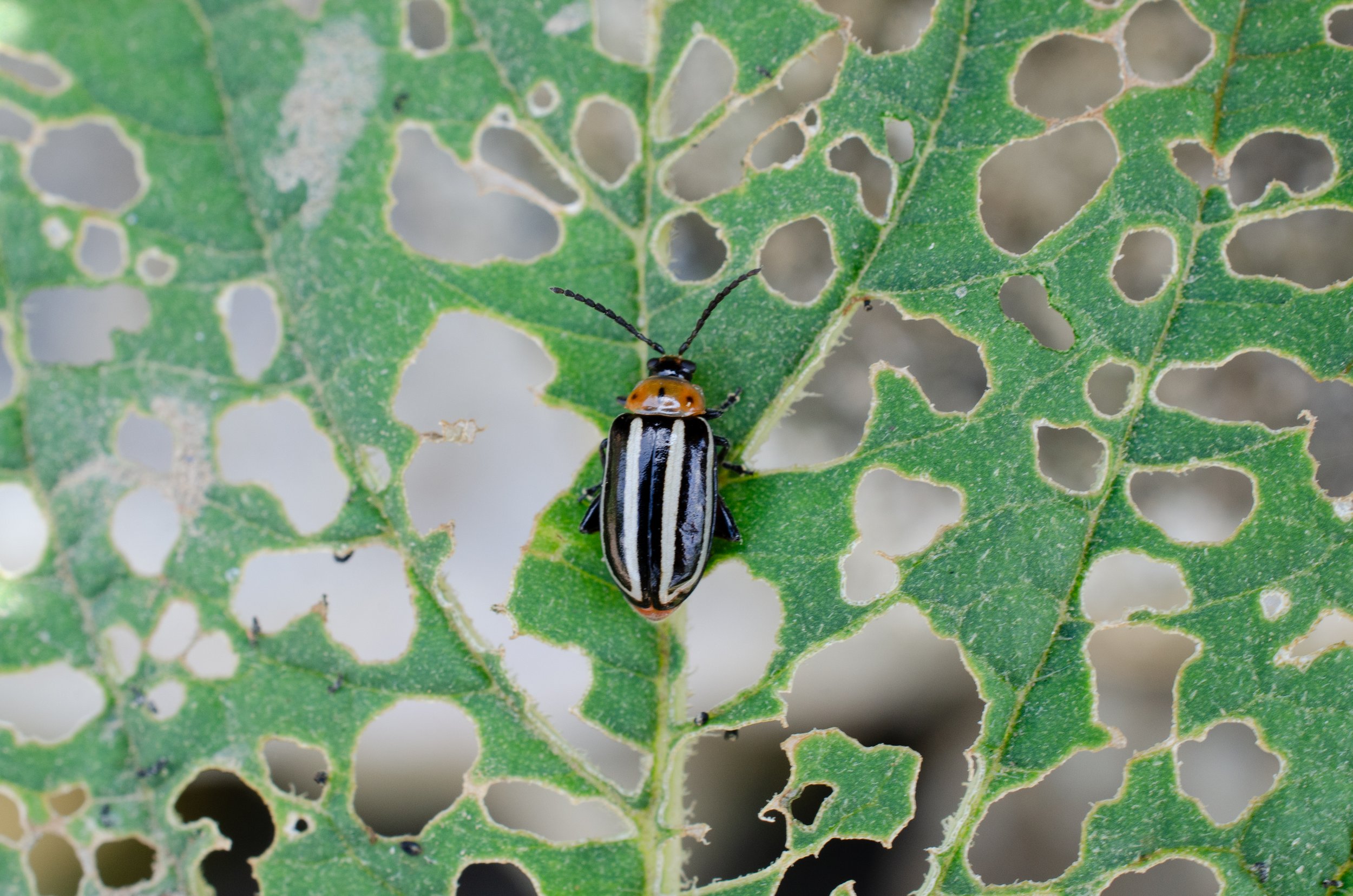Postprandial: Pigweed Beetle (2019)
