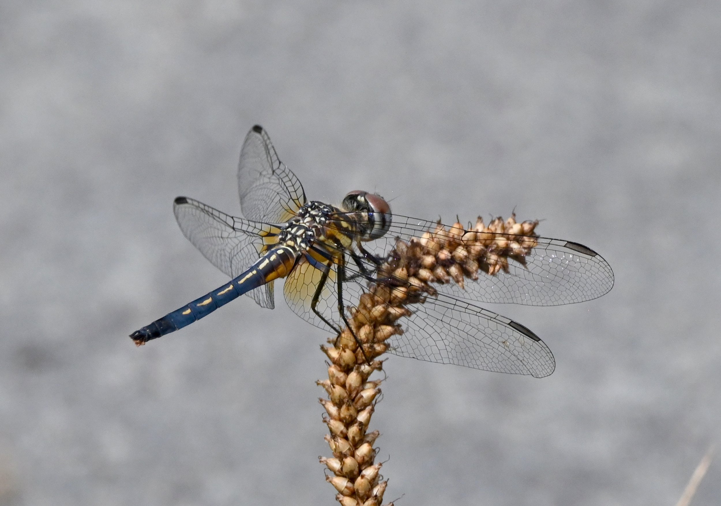 “Perch” (Blue dasher, Rhinebeck NY, 2022)