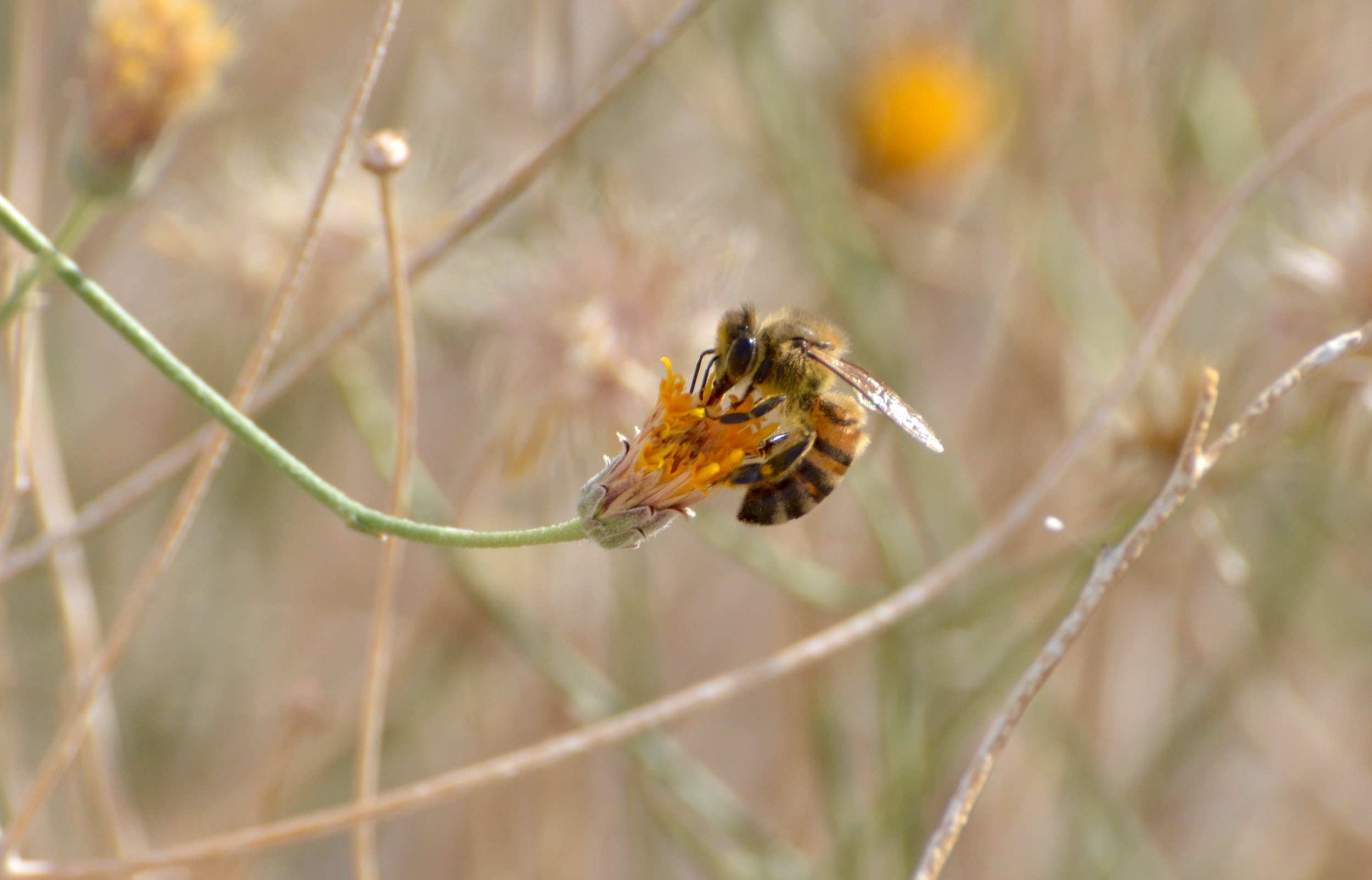 “Last Pollinator” (Coachella Valley CA, 2021)