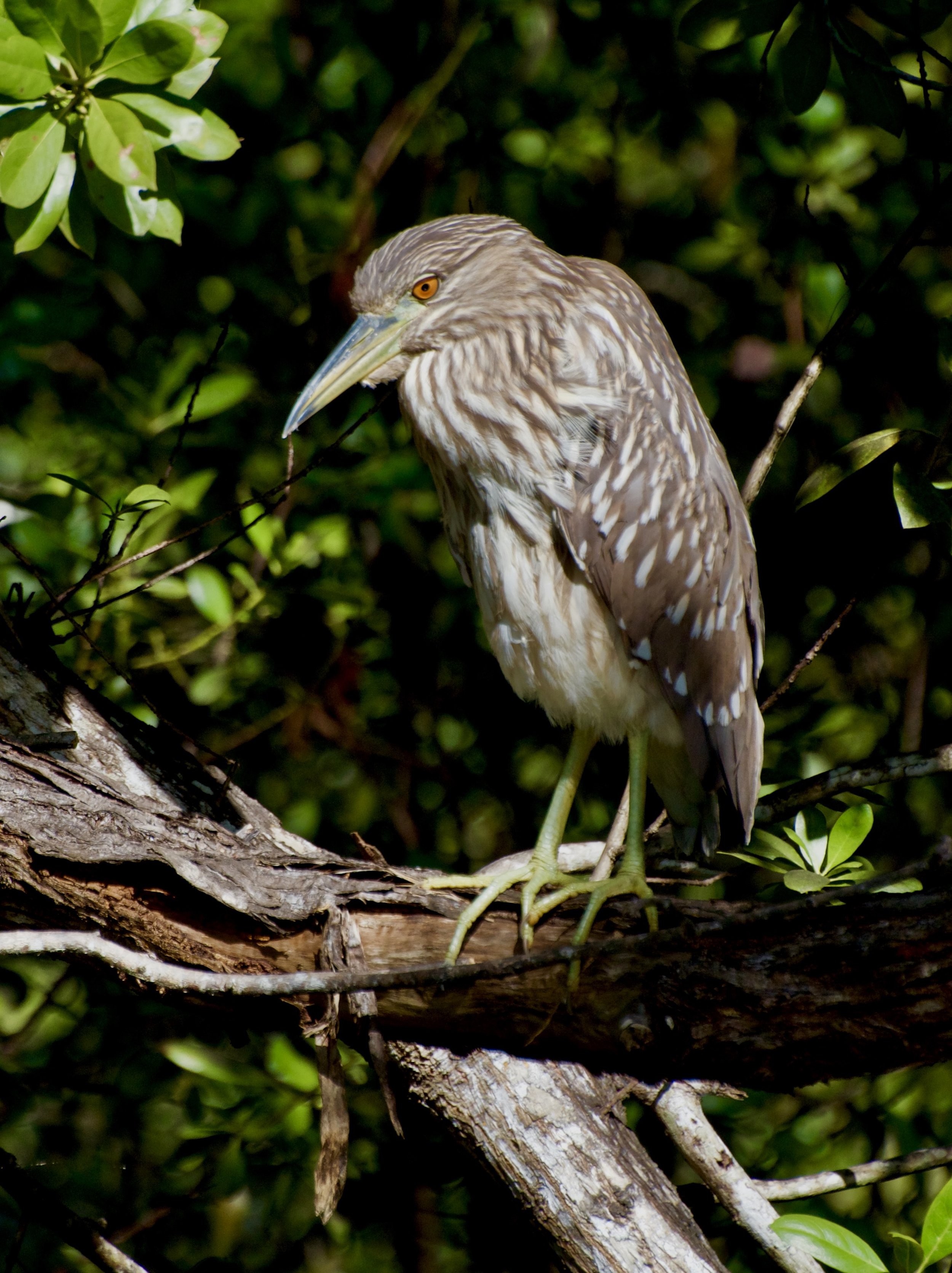 “Glower” (Black-crowned night-heron, Sanibel FL, 2021)