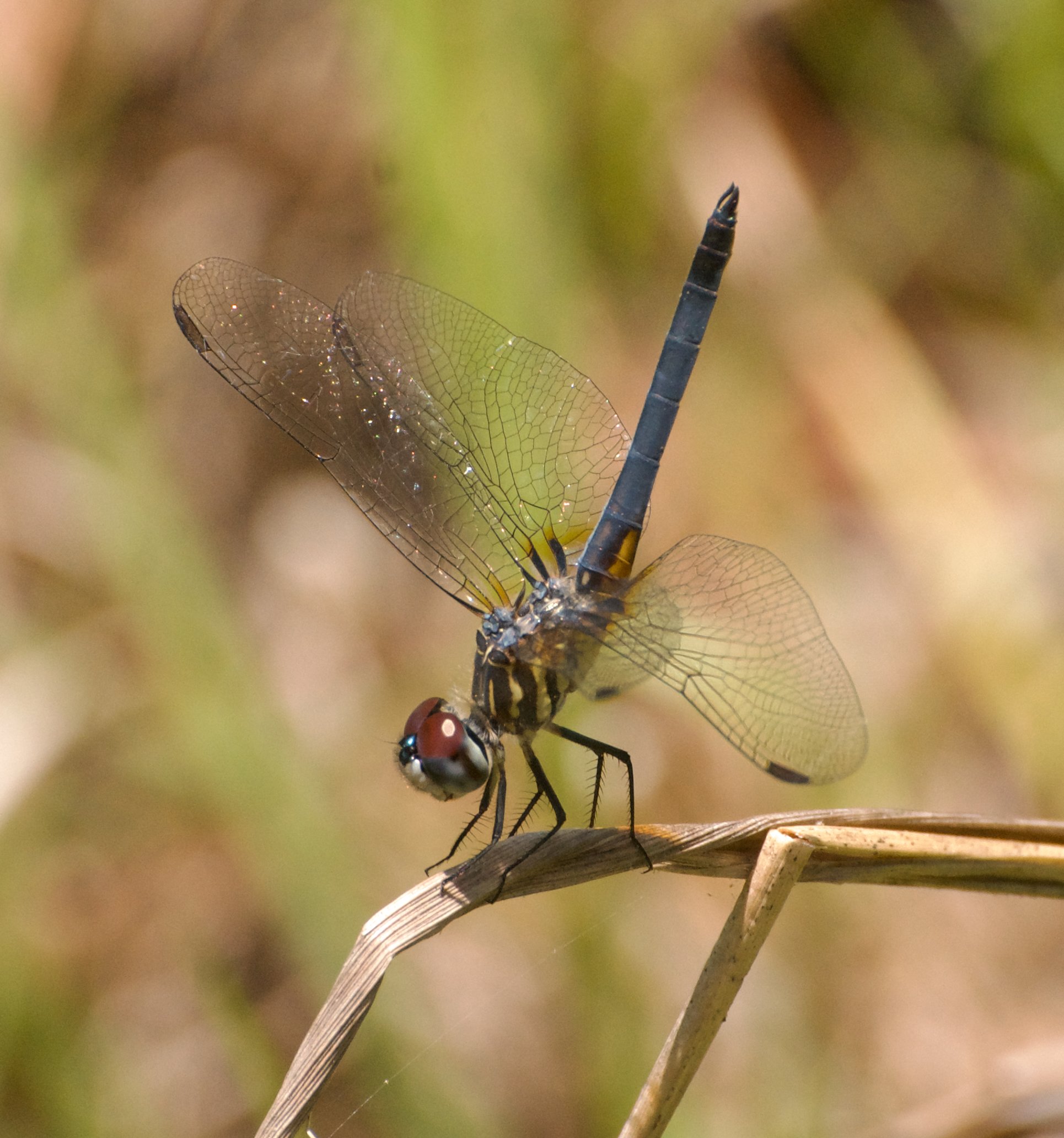 “Intimidation” (Blue dasher, Moses Creek FL, 2021)
