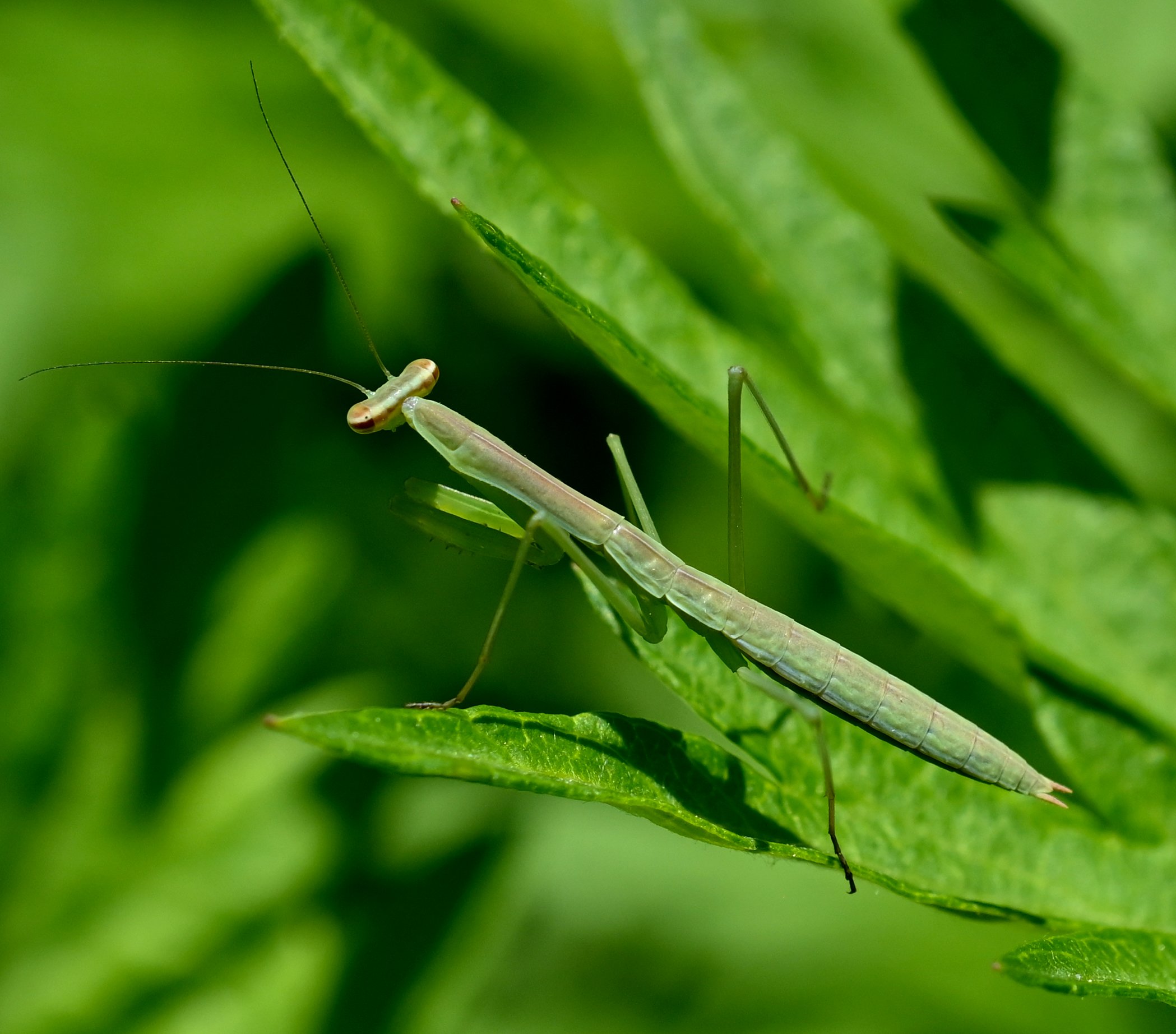 “Stick Figure” (Family mantidae, West Deptford NJ, 2022)
