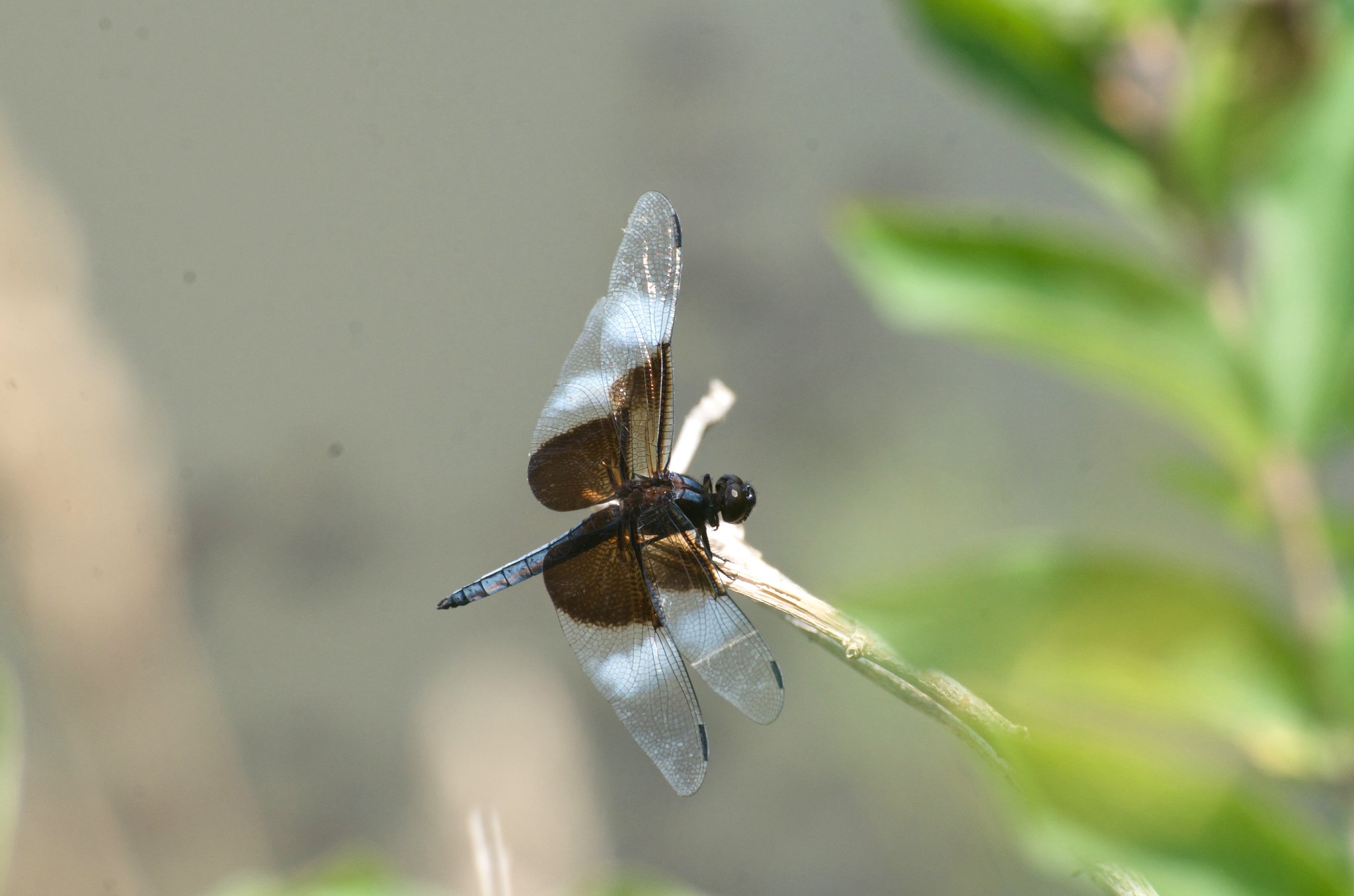 “Summer” (Widow skimmer, Chemung County NY, 2020)