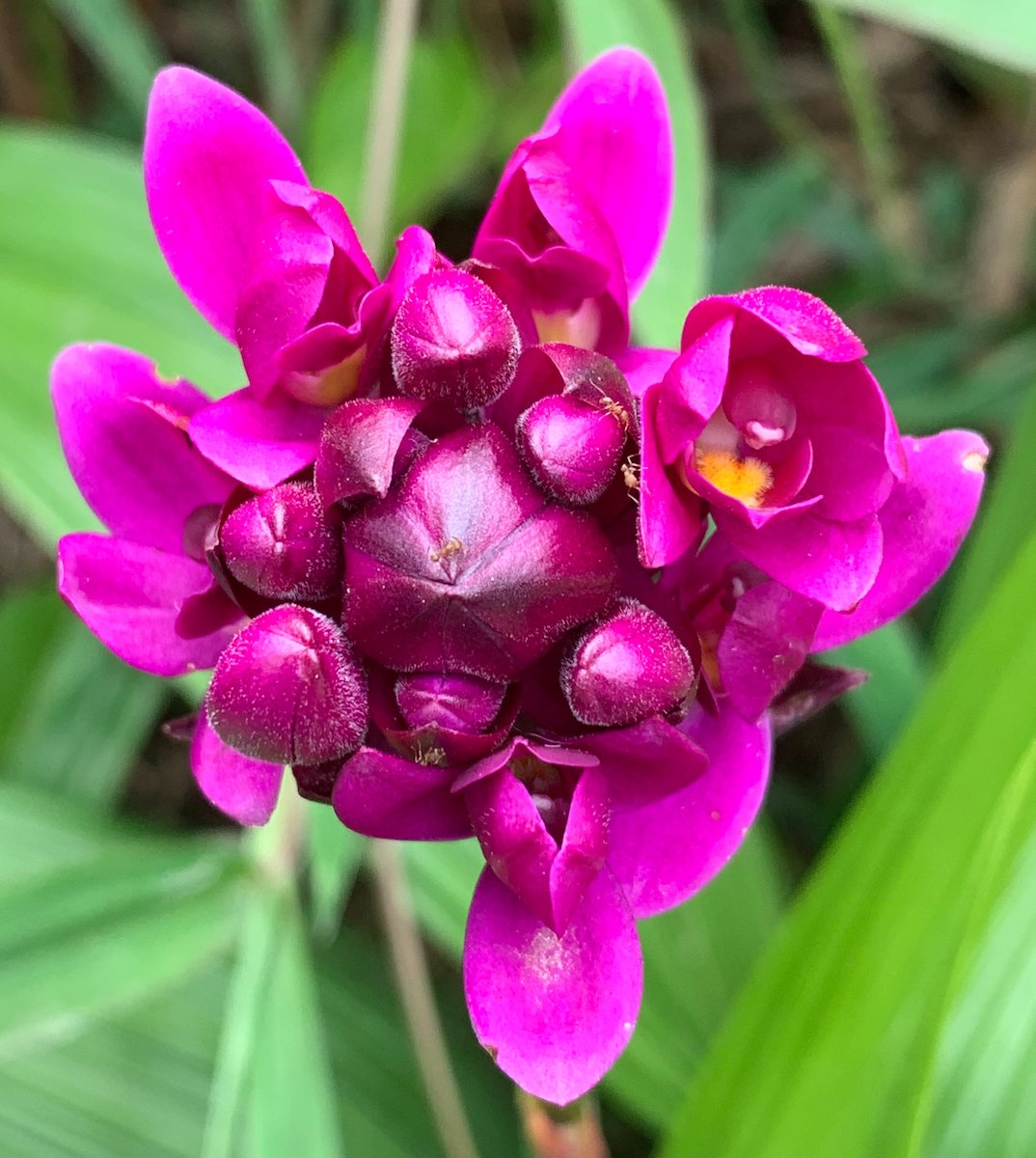“Riot” (Ground orchid, Mindo, Ecuador, 2019)