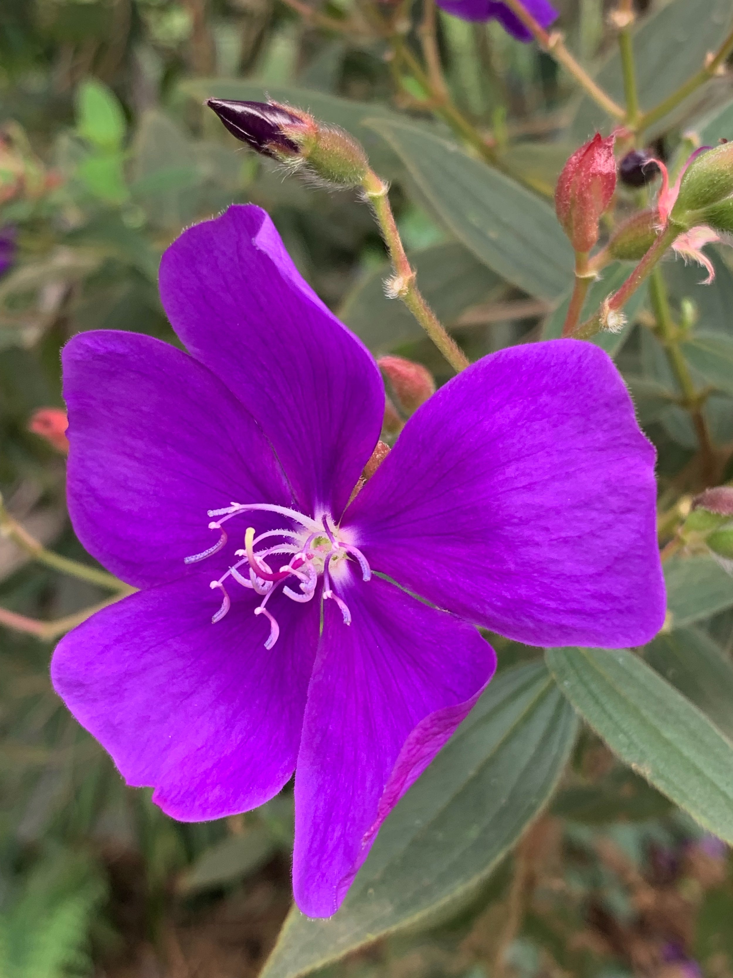 “Glory” (Glory bush flower, Mindo, Ecuador, 2019)