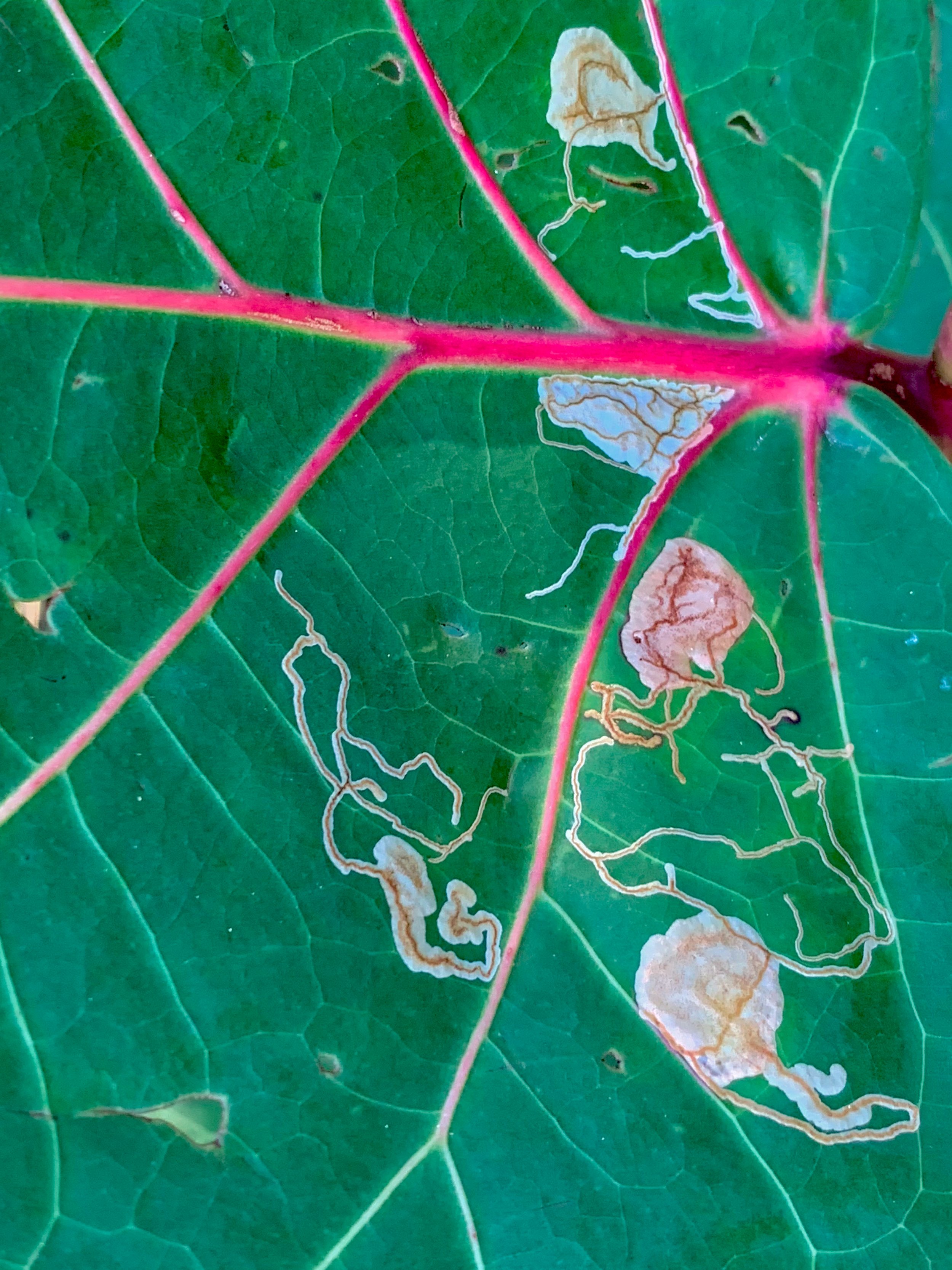 “Routes” (Leaf blotch miner moth, Vieques PR, 2019)