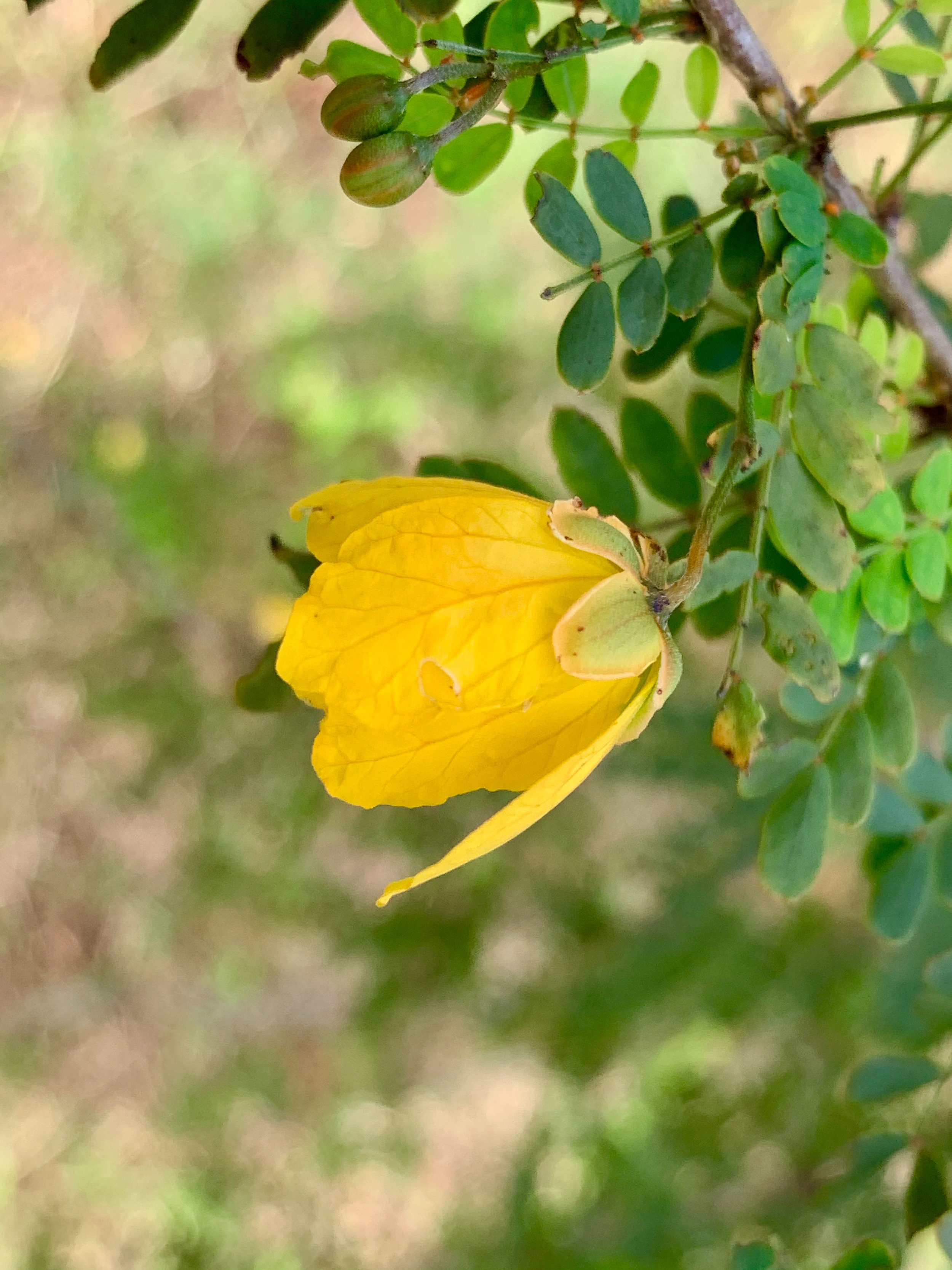 “Desert Senna” (Desert senna, Vieques PR, 2019)