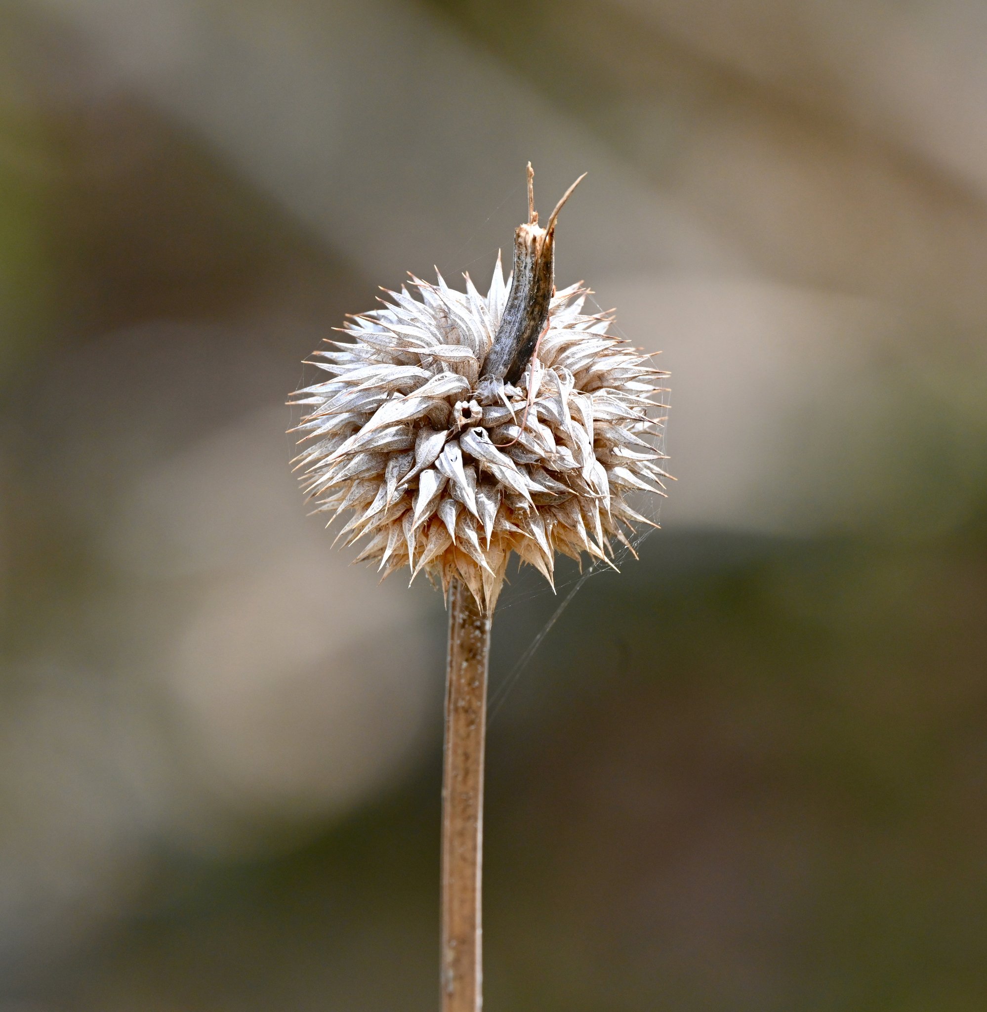 “Lion’s Ear” (Lion’s ear, St. John, 2022)