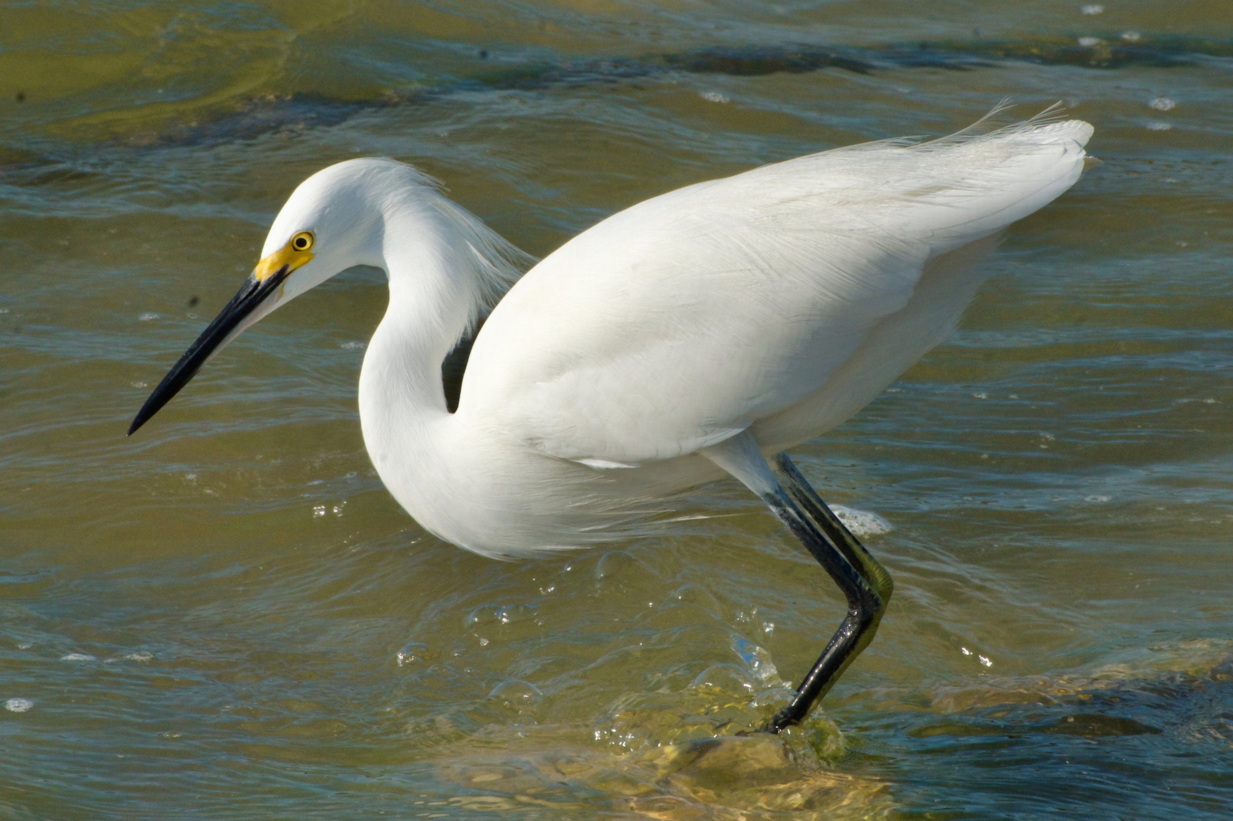 Snowy egret, Sanibel FL, 2020